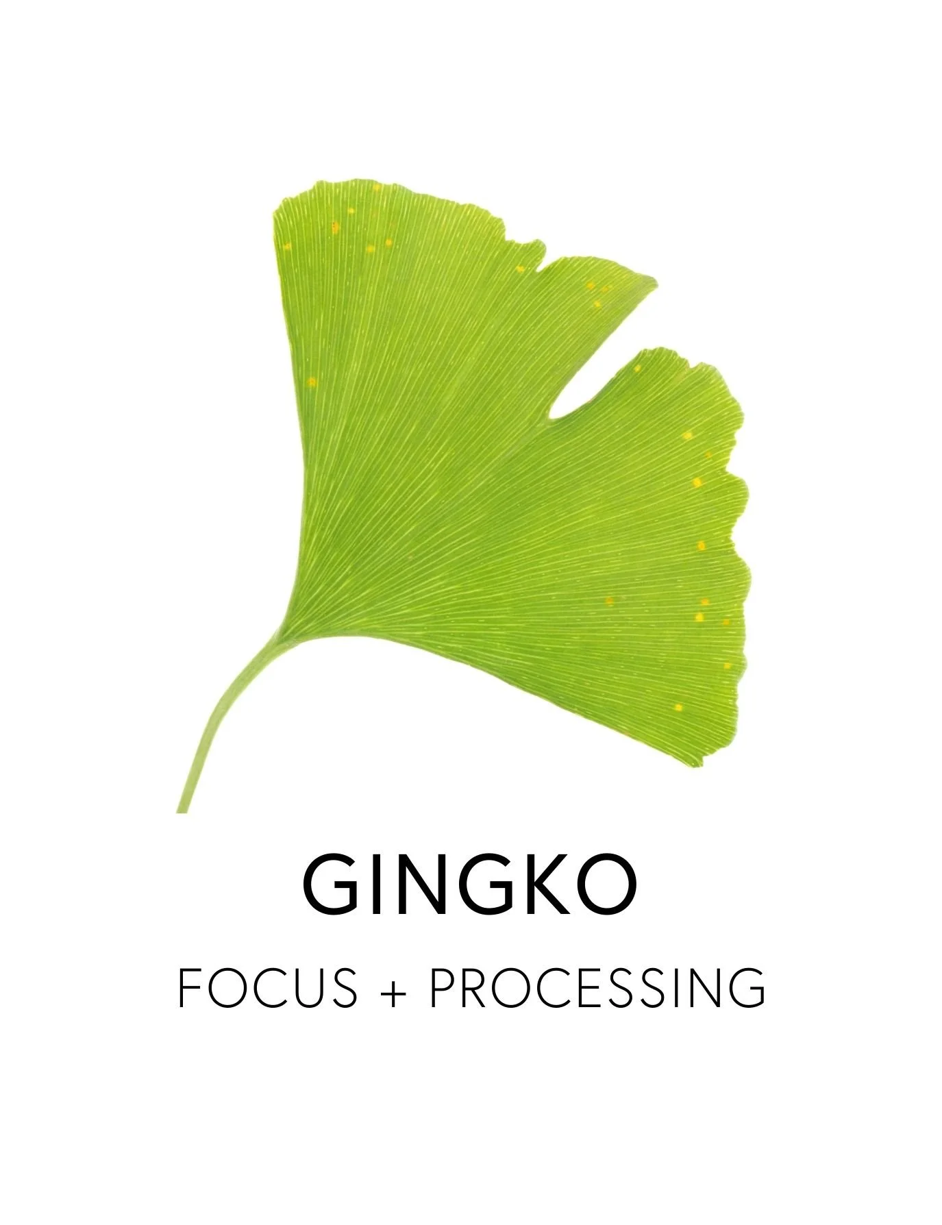  GINGKO 
 Ginkgo enhances oxygen and nutrient delivery to the brain, fueling focus, memory, and processing. Its flavone and terpene compounds protect mitochondria and sustain cognitive performance under stress. As one of the oldest living tree specie