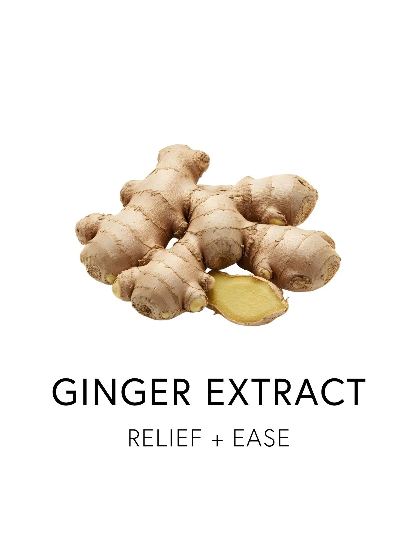  GINGER EXTRACT 
  Ginger supports smooth digestion, reduces nausea and stimulates bile and enzyme secretion through its influence on serotonin receptors in the gut. Its bioactive compounds gingerols and shogaols have been used for centuries to spark