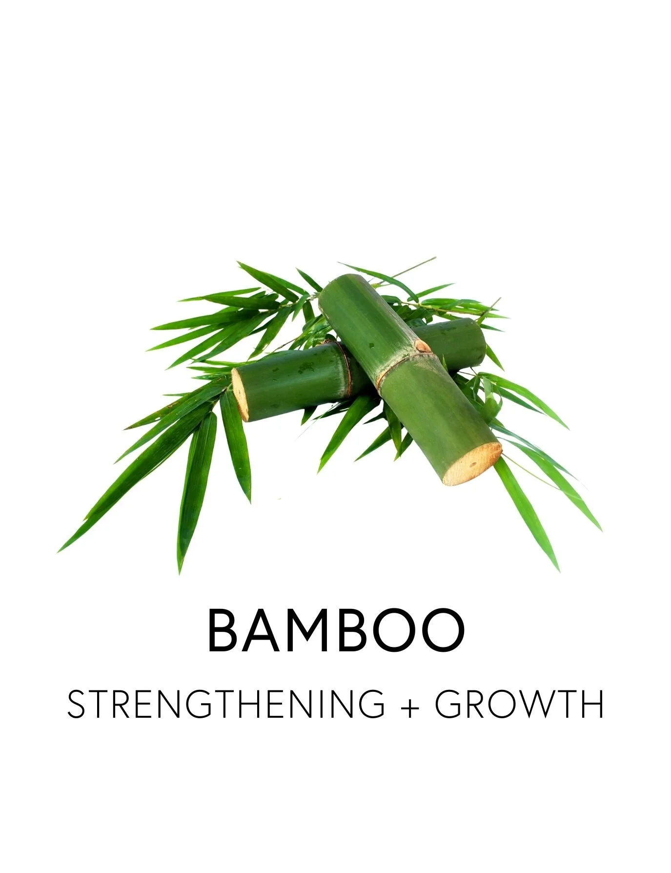  BAMBOO 
 Bamboo strengthens hair from within, enhancing thickness, elasticity, natural shine and resistance to daily damage. Standardized to deliver a highly bioavailable form of plant-based silica, it supports collagen production and reinforces ker