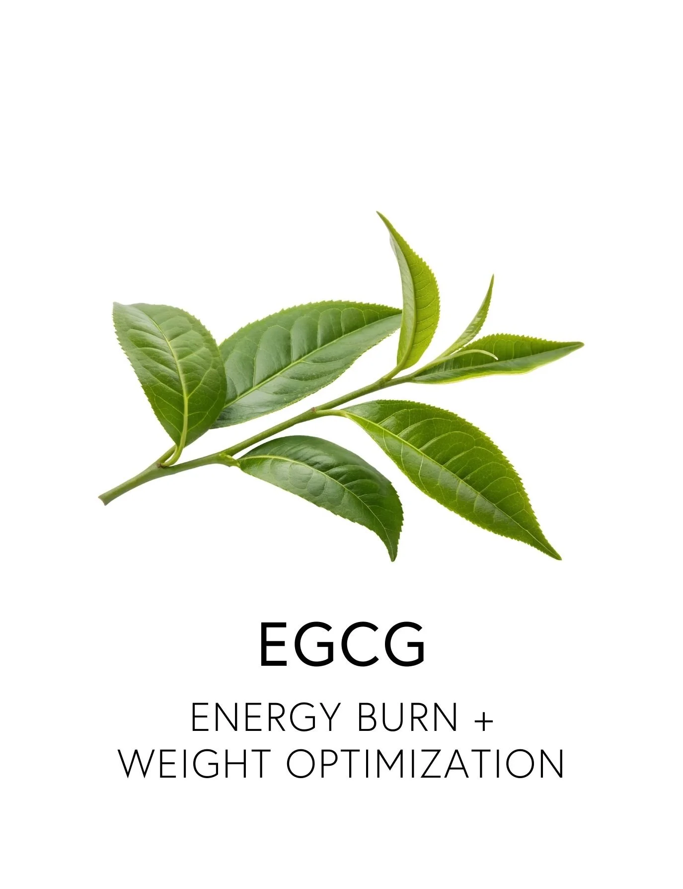  EGCG 
 EGCG, the most studied compound in green tea, boosts metabolism by enhancing fat breakdown, quells inflammation, and promotes insulin sensitivity. Free of stimulants, it activates thermogenic and mitochondrial pathways, increasing natural ene
