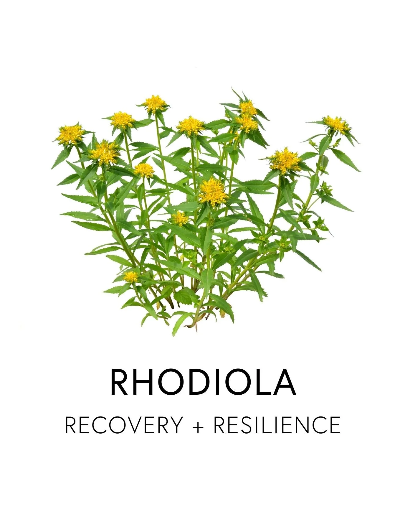  RHODIOLA 
 Rhodiola is an adaptogenic root that is fantastic for muscle recovery, burnout, and builds resilience to both physical and emotional stress. Known as Siberian Ginseng, its bioactive rosavins are among the few botanicals shown to normalize