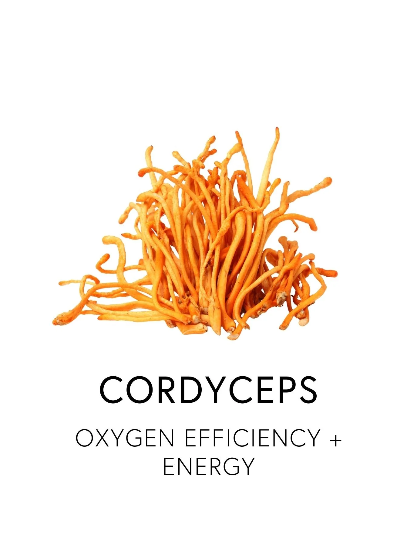  CORDYCEPS 
 Cordyceps enhances oxygen delivery, stamina and mental clarity, making this medicinal mushroom powerful ally for both athletic and executive performance. Once so rare it was reserved for emperors, Cordyceps supports nitric oxide and mito