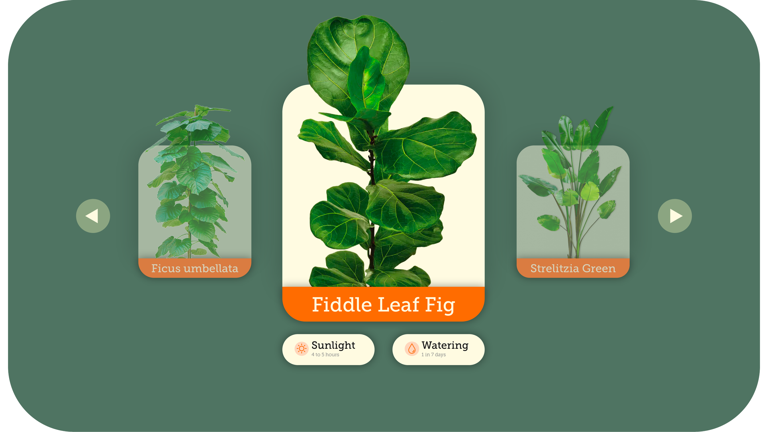Digital illustration of a Fiddle Leaf Fig plant with large, glossy green leaves, labeled 'Fiddle Leaf Fig' in the center. To the left is a smaller plant labeled 'Ficus umbellata,' and to the right is another labeled 'Strelitzia Green.' Below the central plant, icons indicate it needs 4 to 5 hours of sunlight and watering once in 7 days.