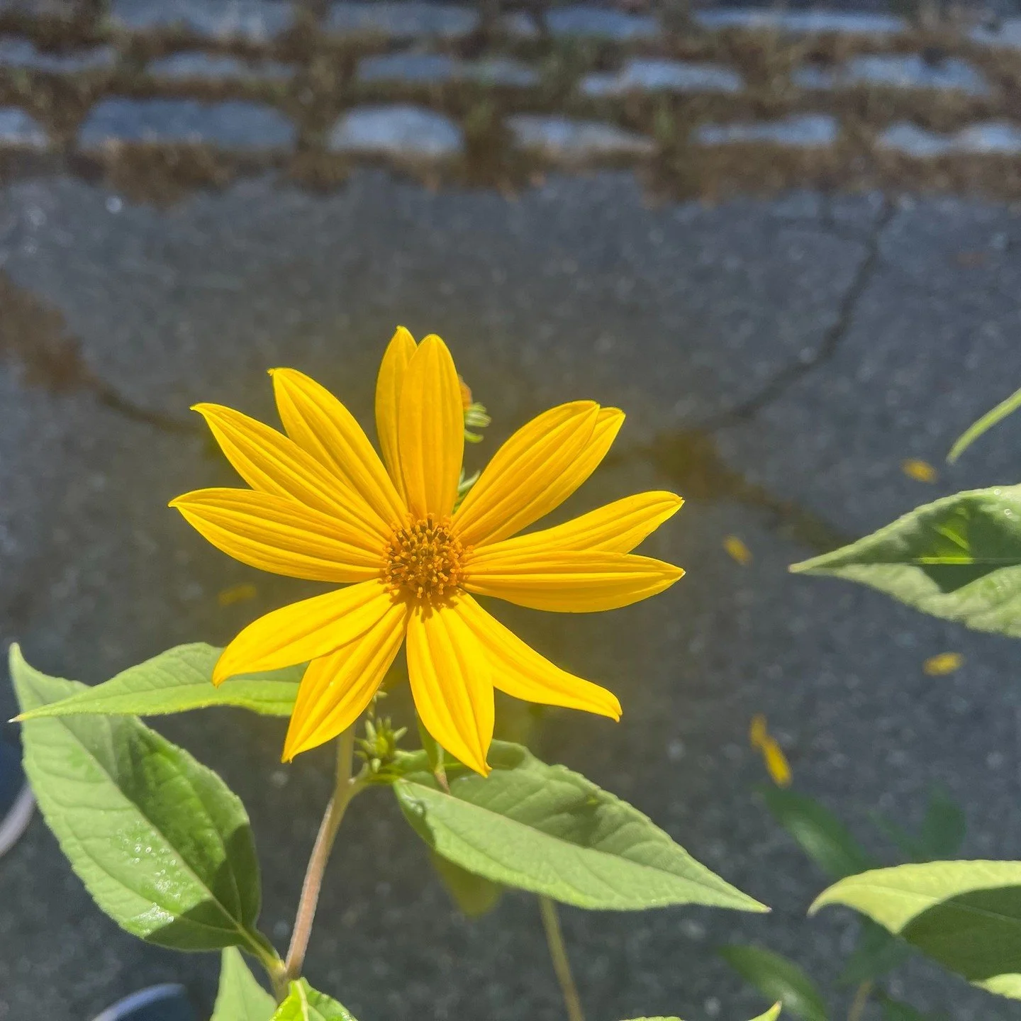 Just something that brought me joy this week. The sun was shining so beautifully on the flower petals.