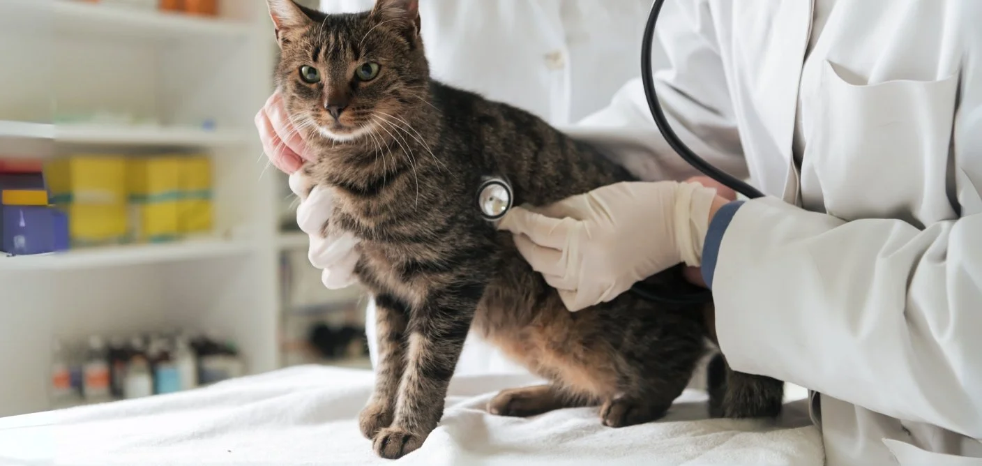 Supportive Care for FIP and Other Diseases with Bloom Bioscience Supplements