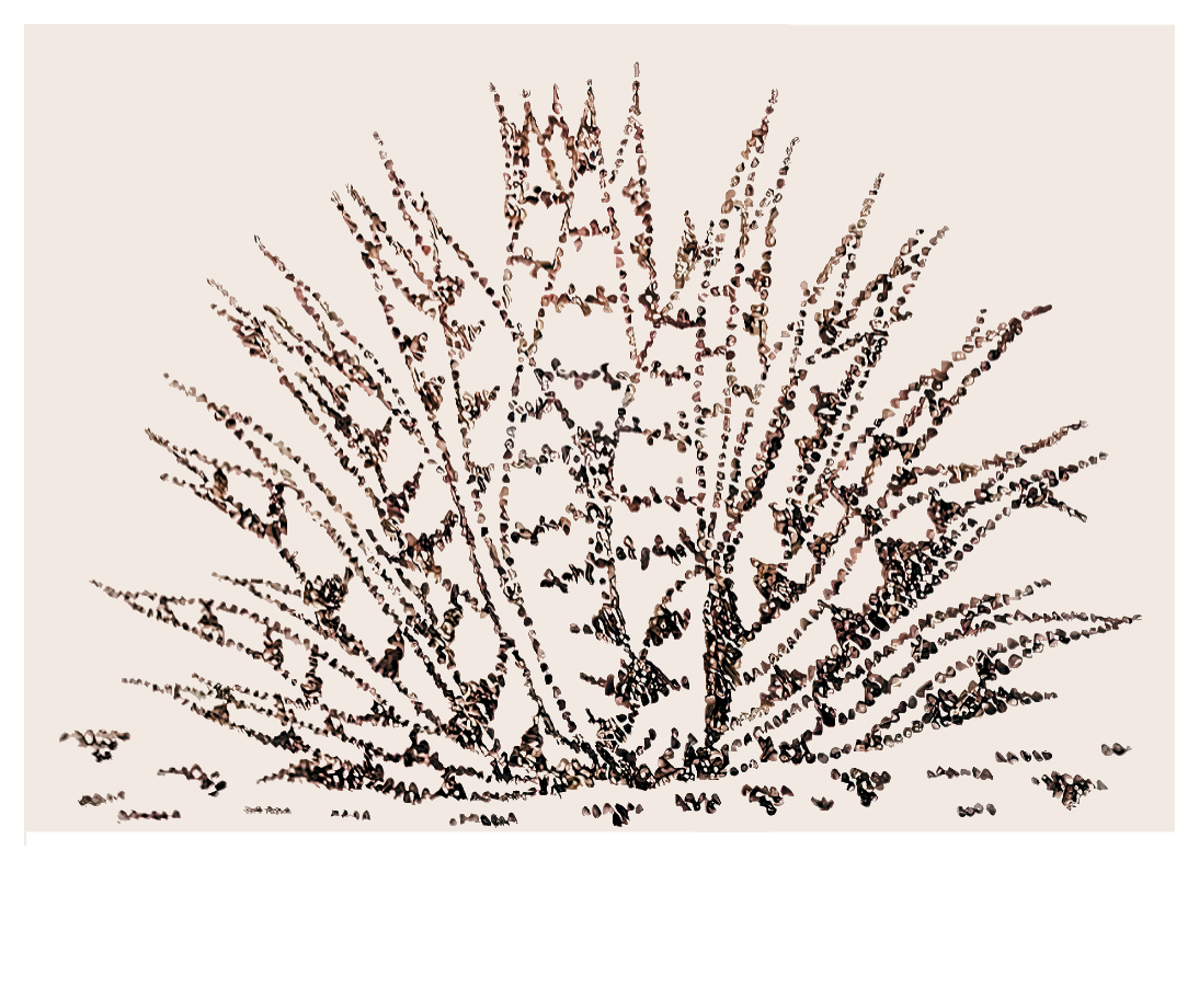  Penco  Agave thorns on canvas 50 cm x 70 cm (19.7 in x 27.6 in)