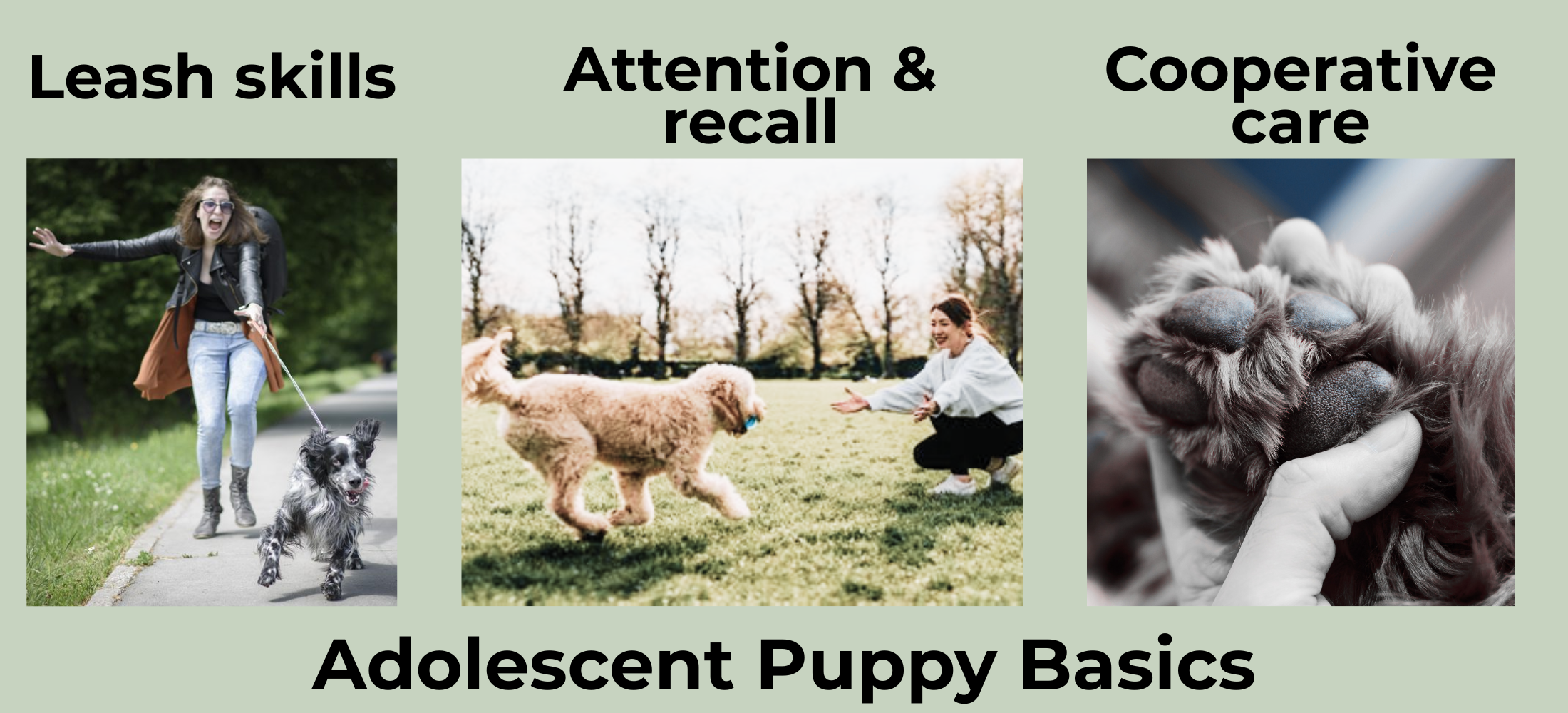 Adolescent Puppy Basics
