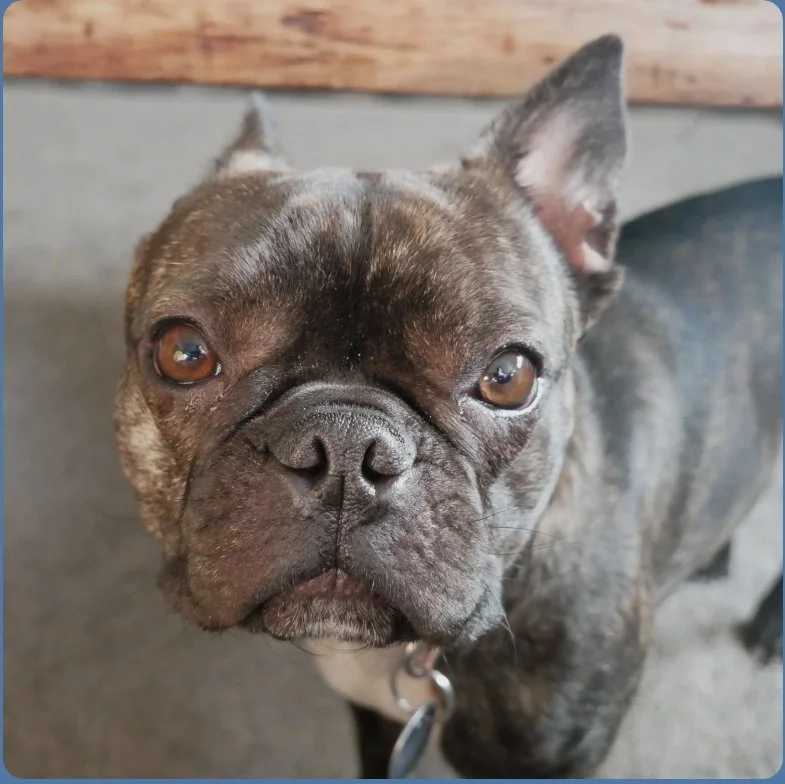 Two small dogs sniffing the same spot of grass outdoors in a park.