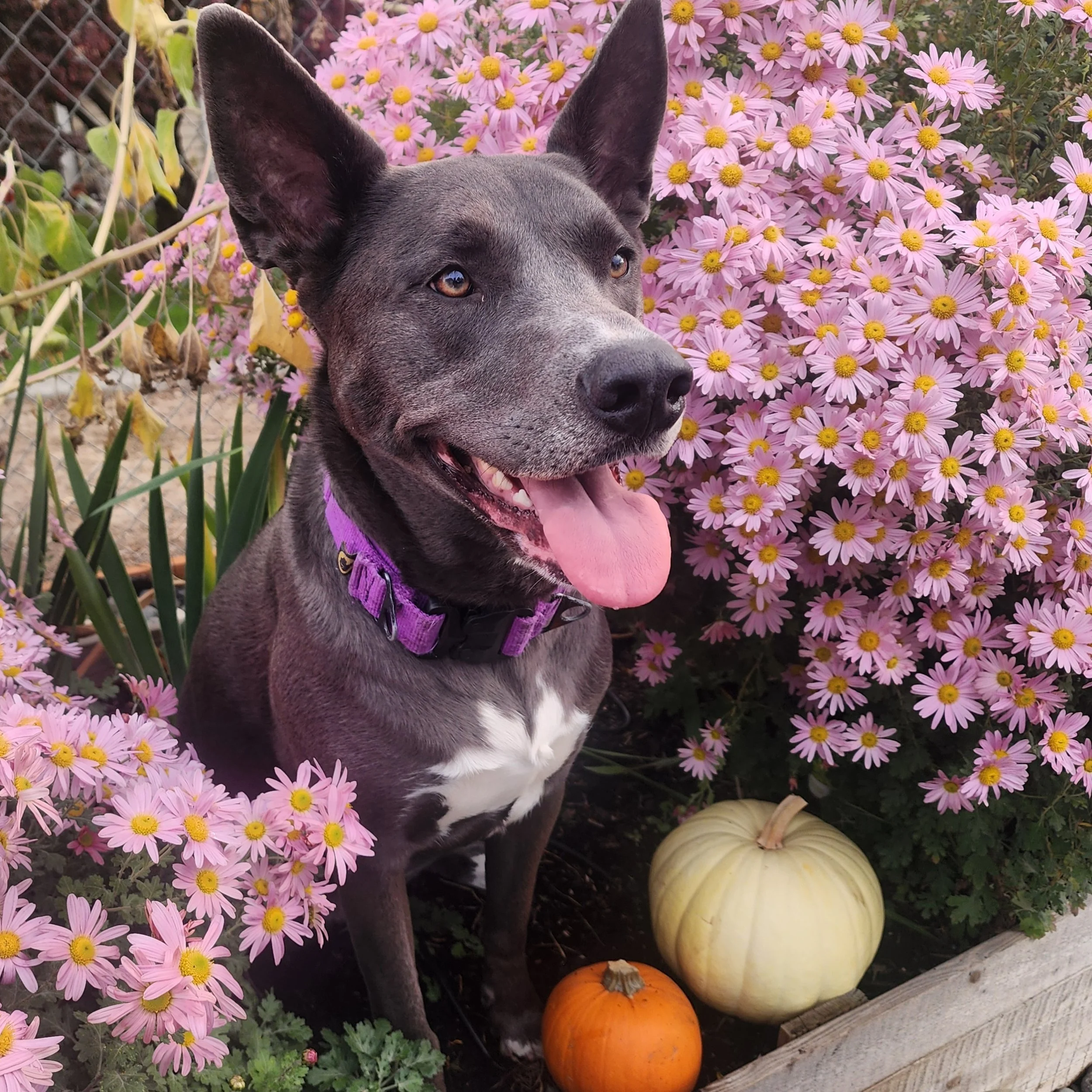 Mix breed dog by flowers