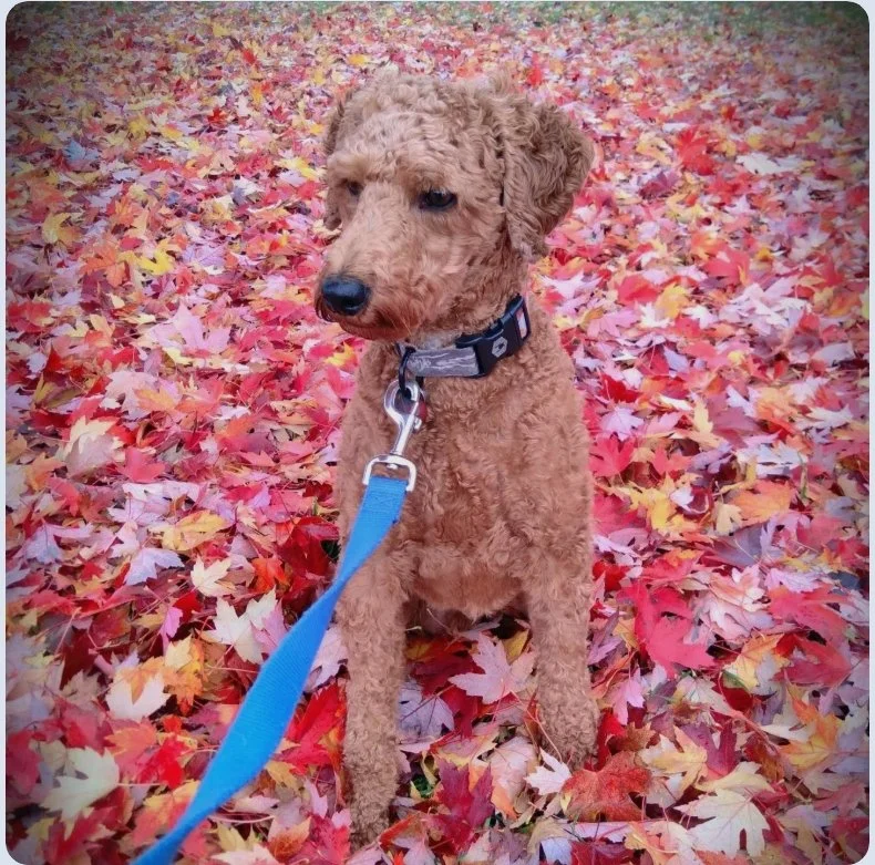 A white dog walking on the beach near the ocean.
