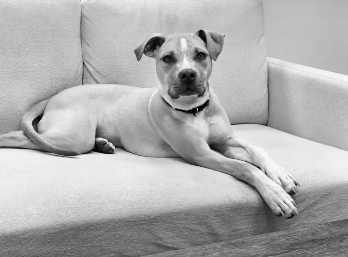 A dog with a light-colored coat and a white chest lying on a light-colored couch, looking at the camera.