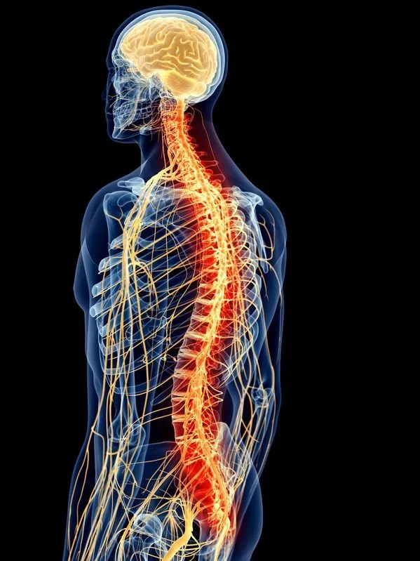 A digital illustration of a human body showing the nervous system, with the brain and spinal cord highlighted in yellow and orange, and the skeleton faintly visible beneath.