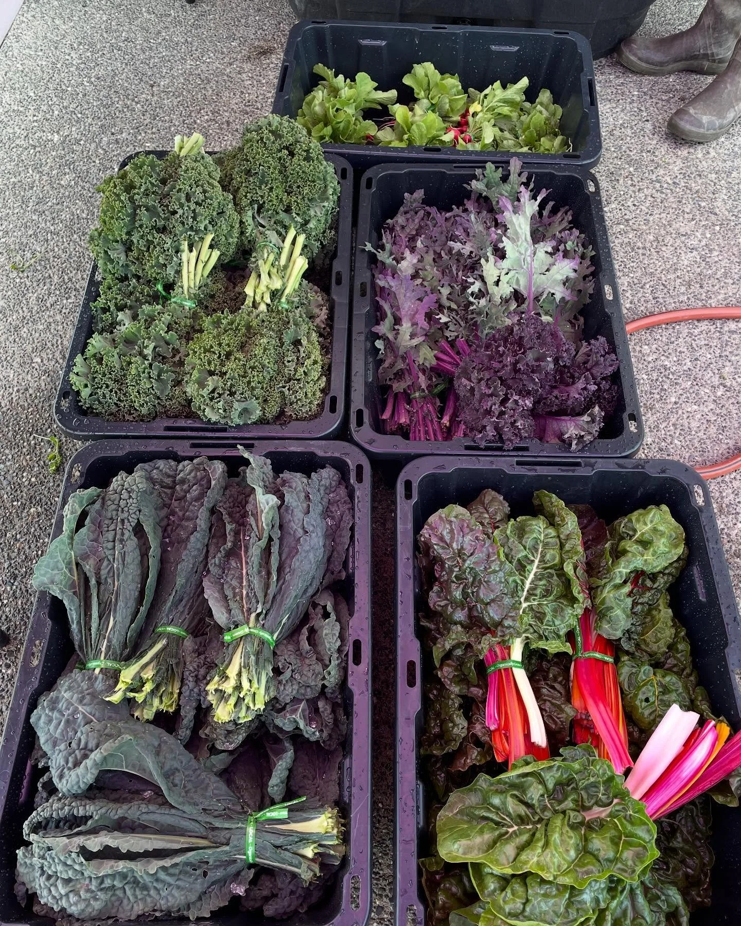 Harvesting for tomorrow&rsquo;s market. Hope to see you there! #farmermarket #sequim #sequimfarmersmarket