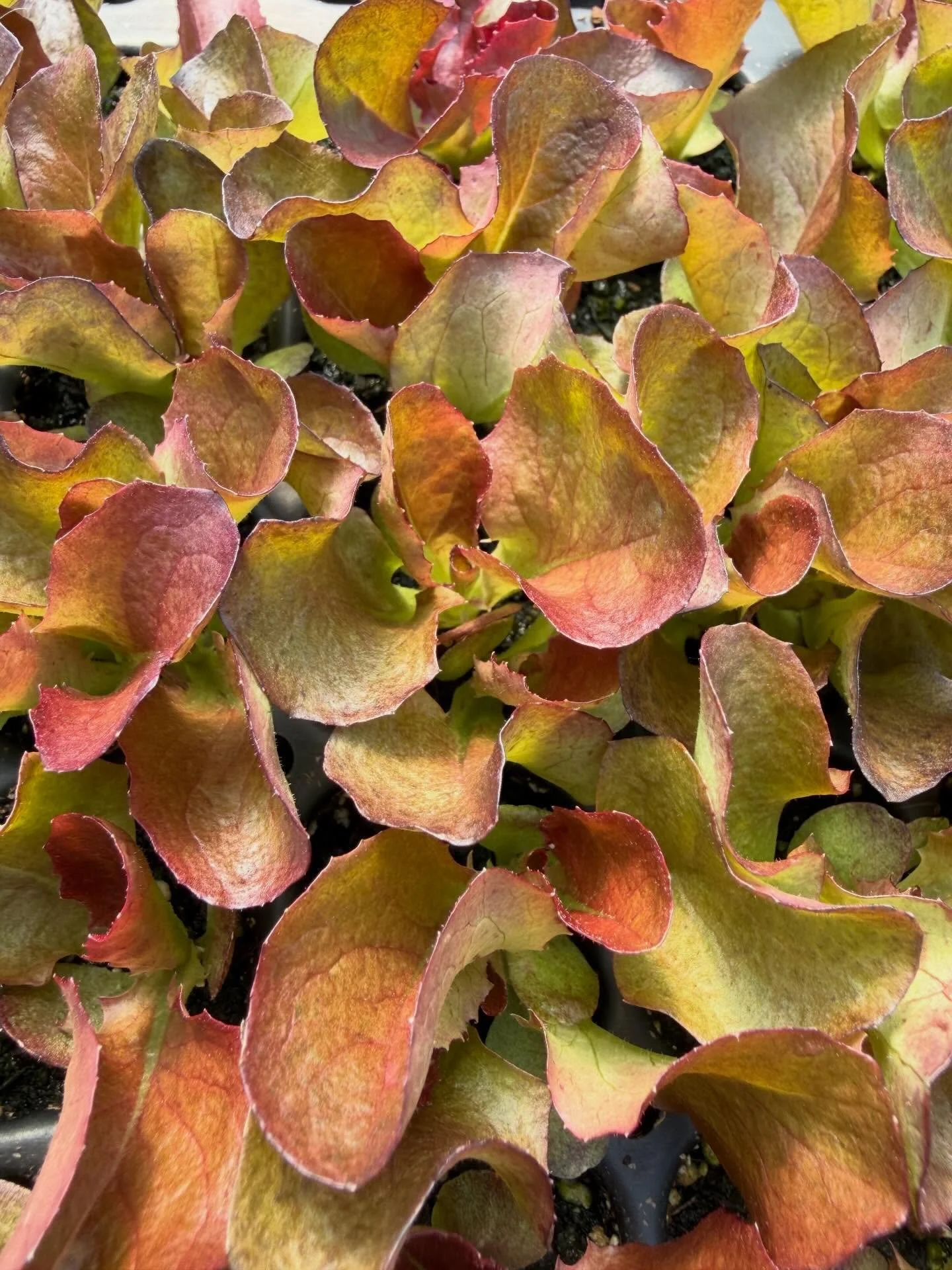 Plants are looking good! We&rsquo;re ready to grow