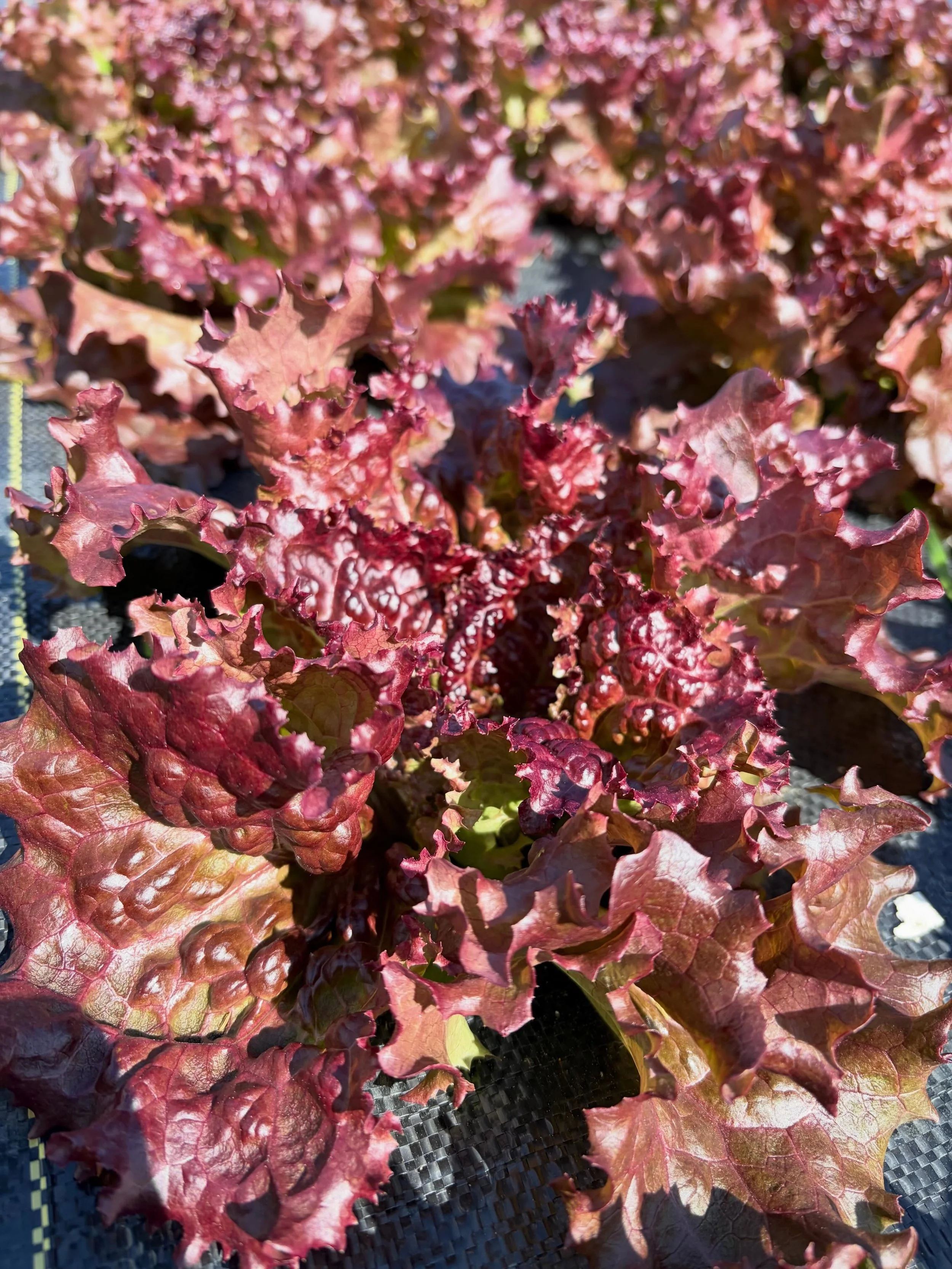 Lettuce heads coming along nicely!