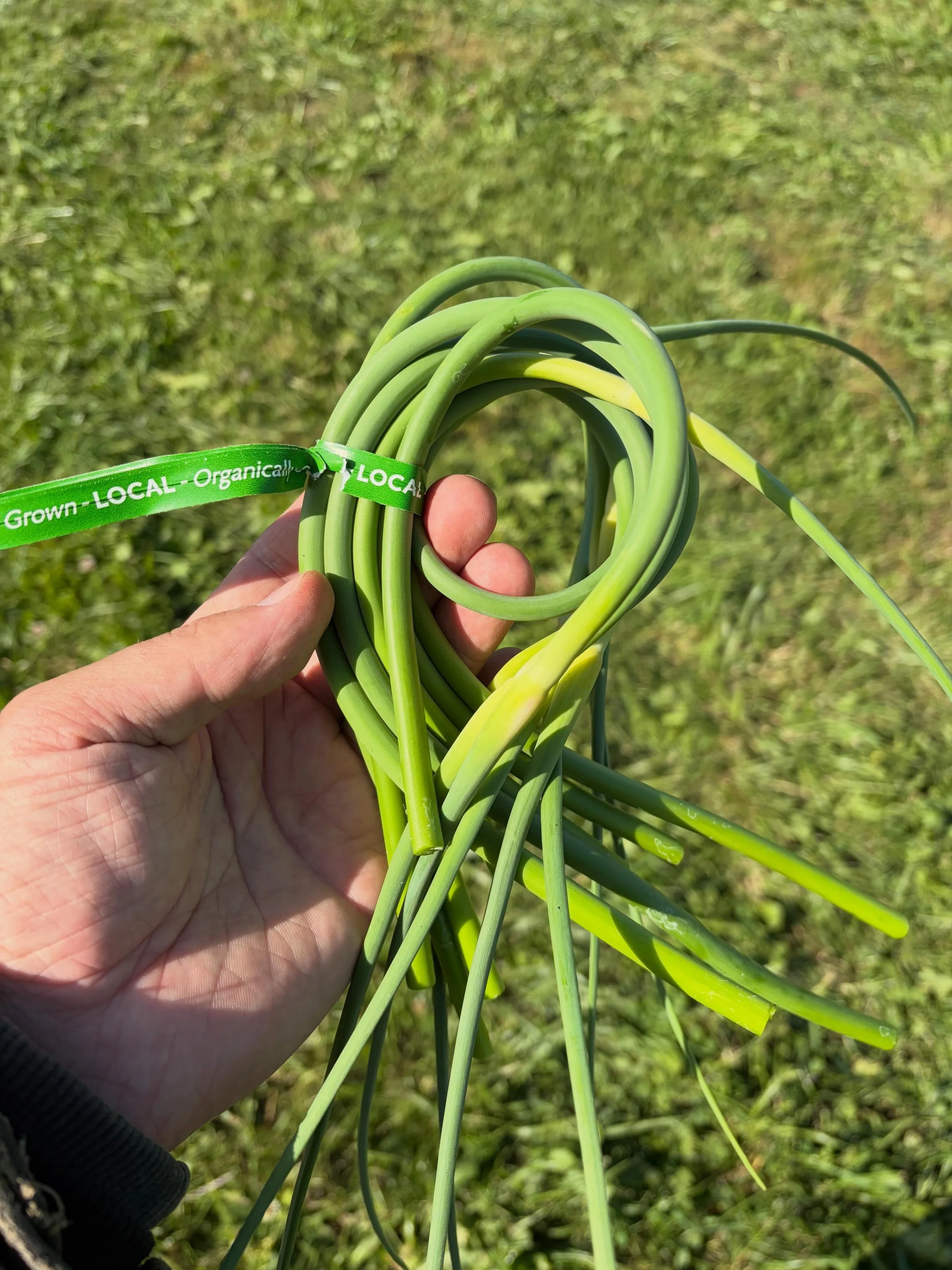 Rejoice! Garlic scapes are here!