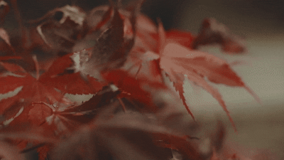 Searching for Evergreens and Deciduous Trees?