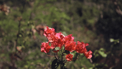 Is It Flowers You’re After?