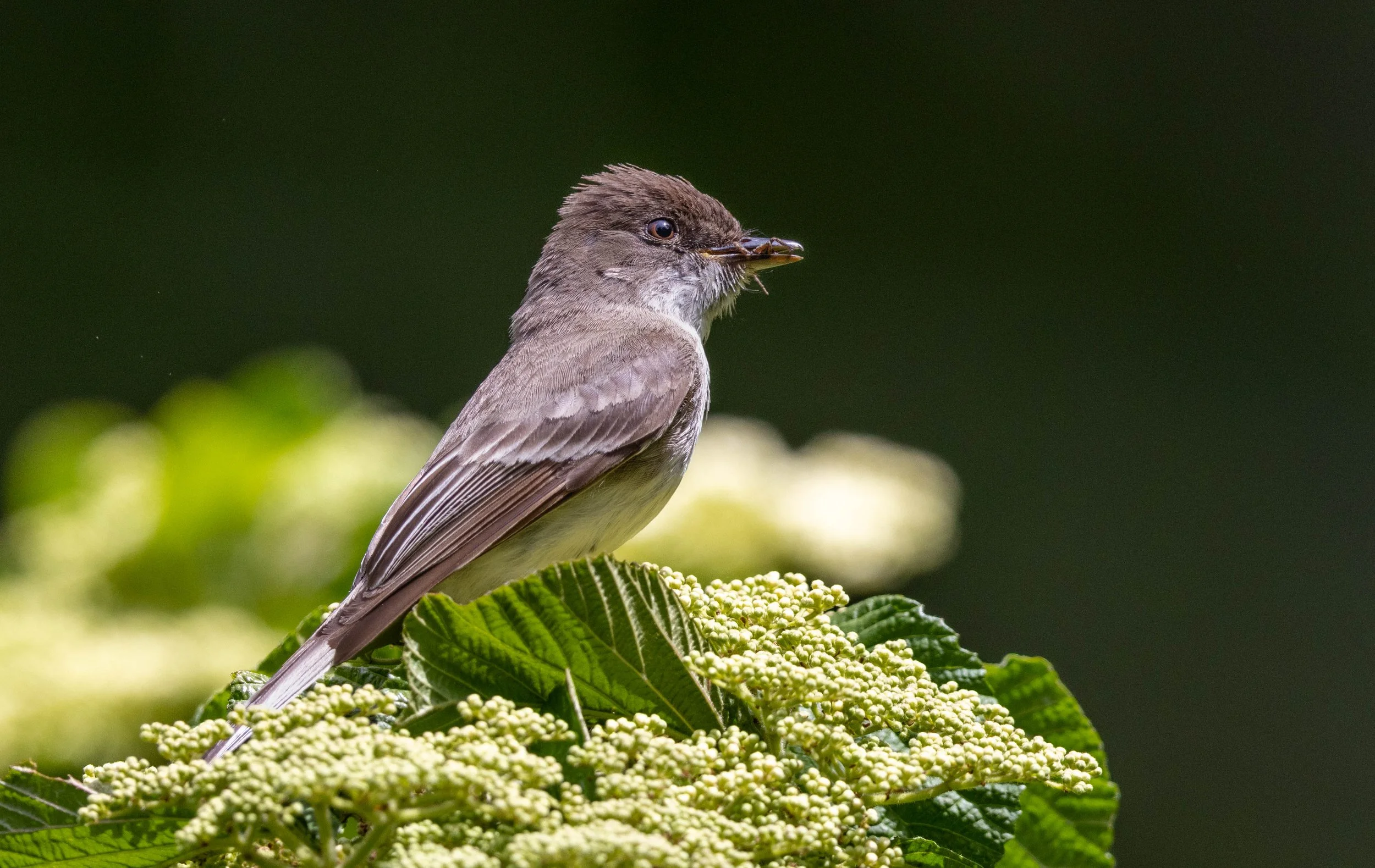 Least Flycatcher