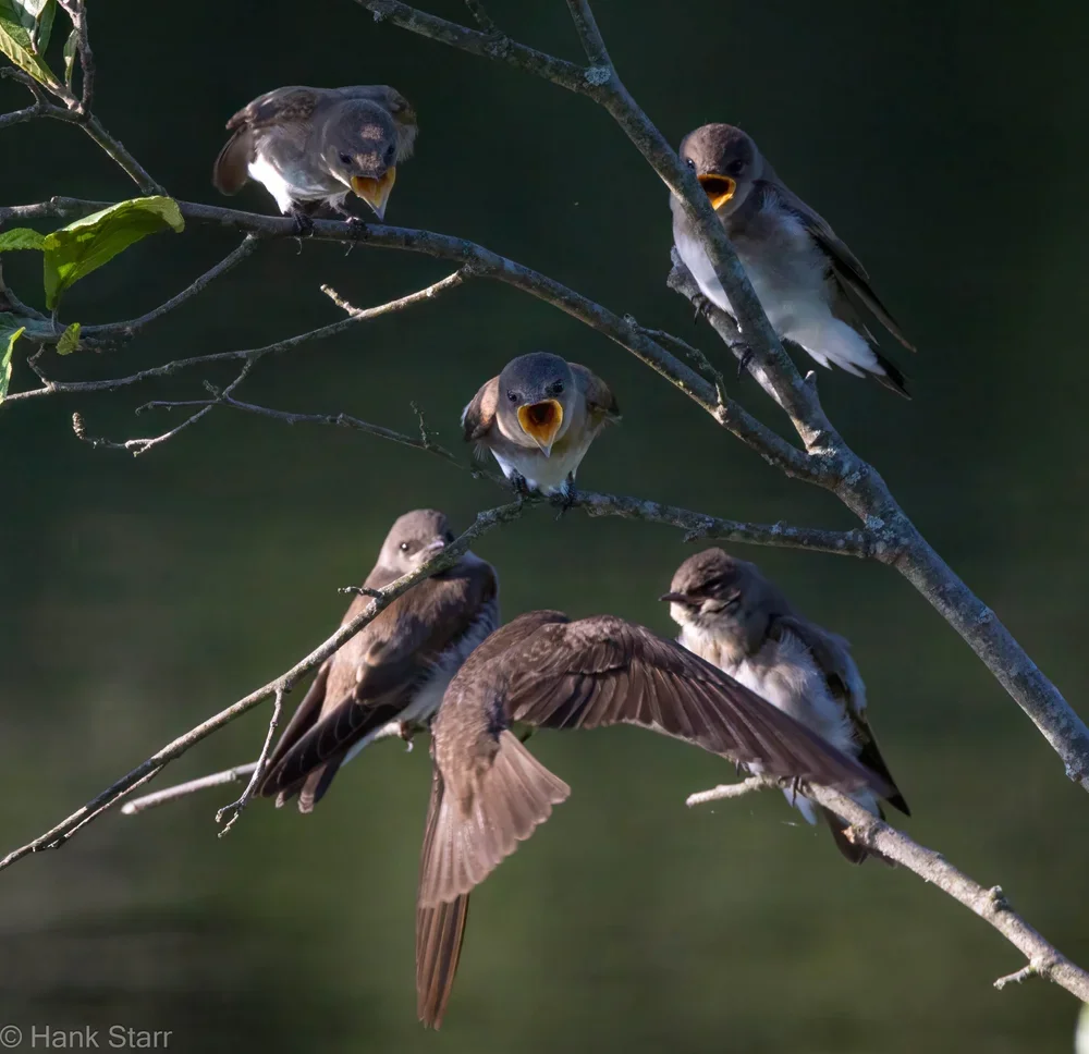 Rough-winged Swallows - Wittenburg, NY