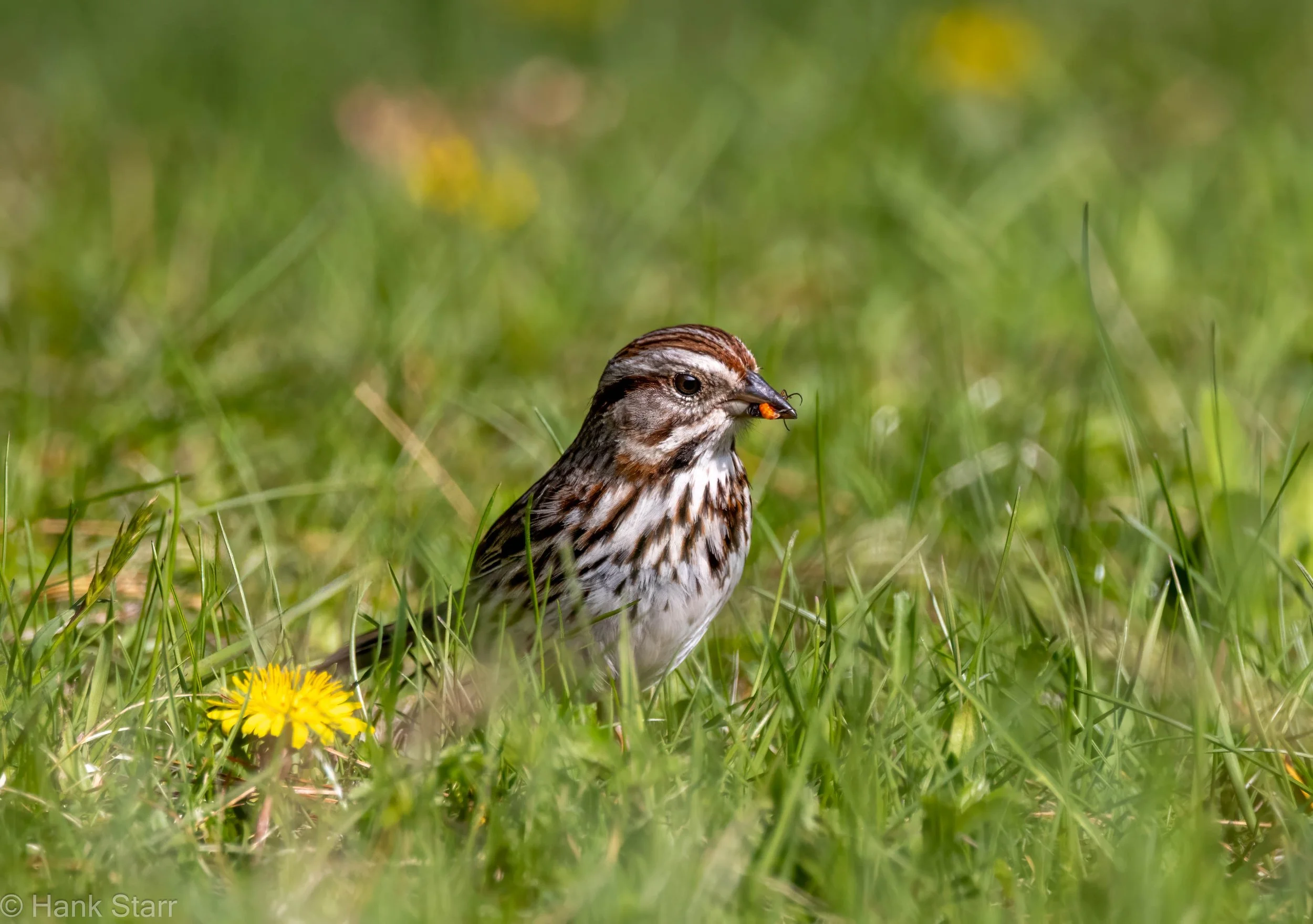 Song Sparrow - Wittenberg, NY