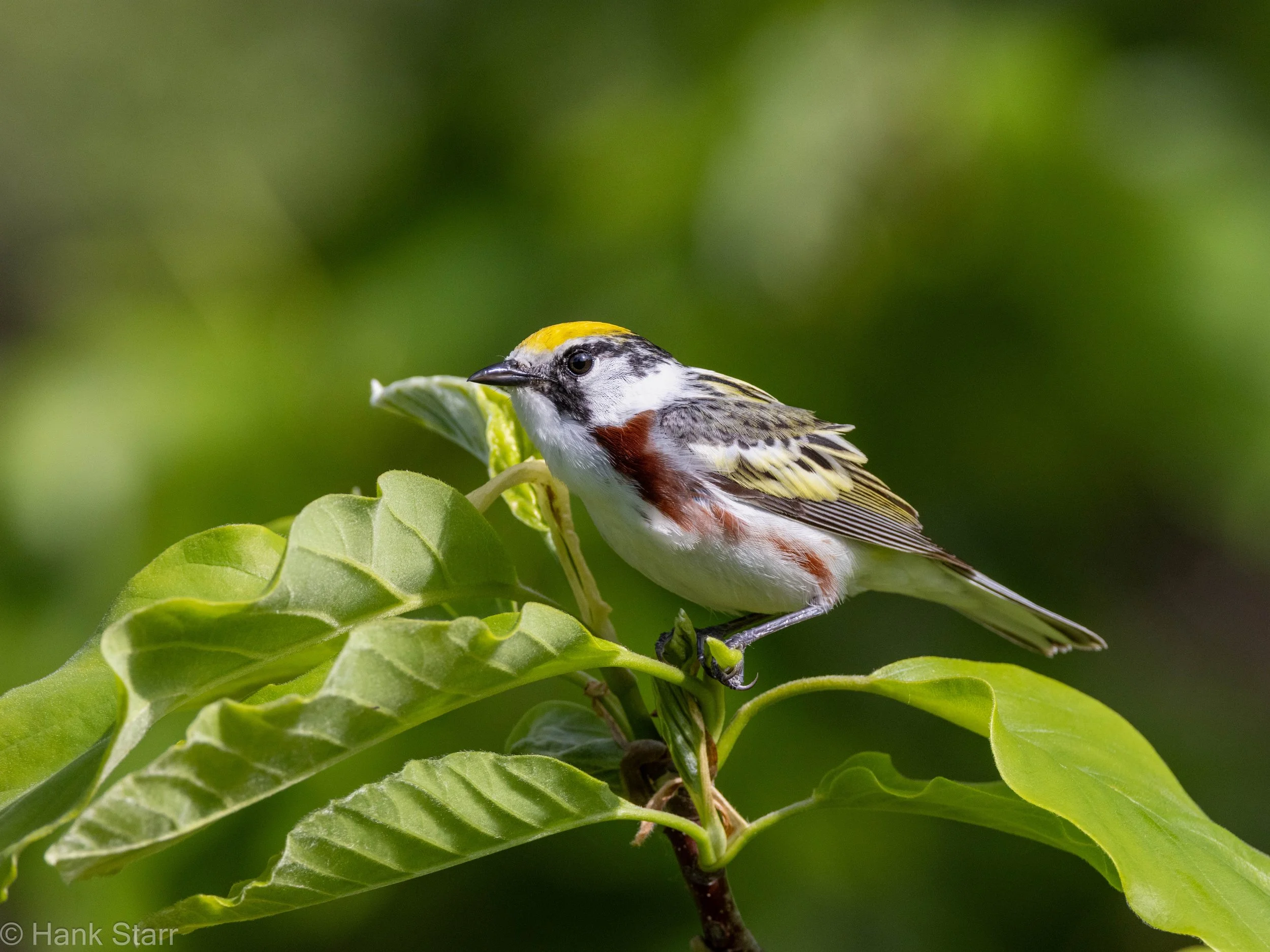 Chestnut-sided Warbler - Mt. Top Arboretum, NY
