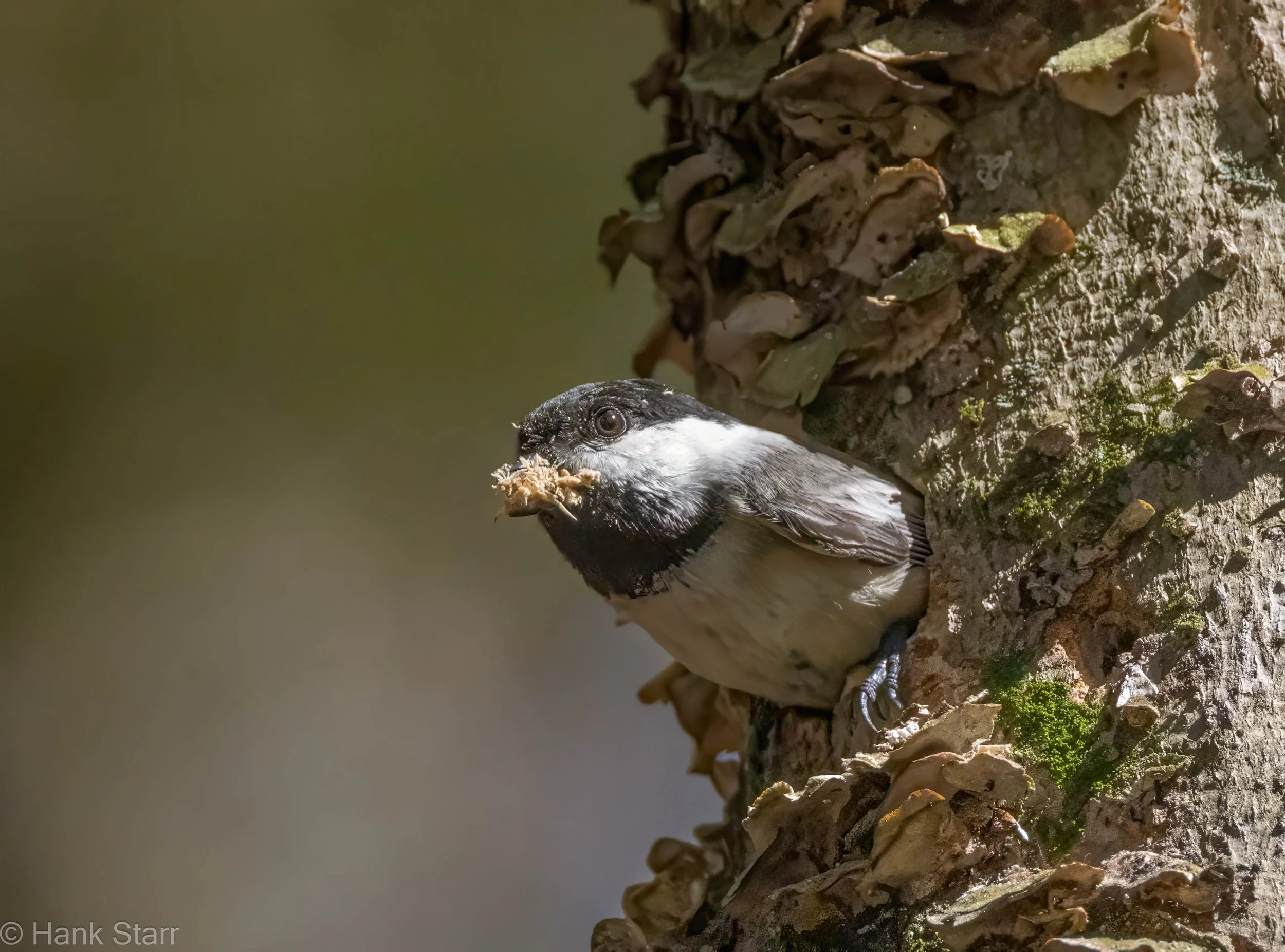 Black-capped Chickadee - Wittenberg, NY