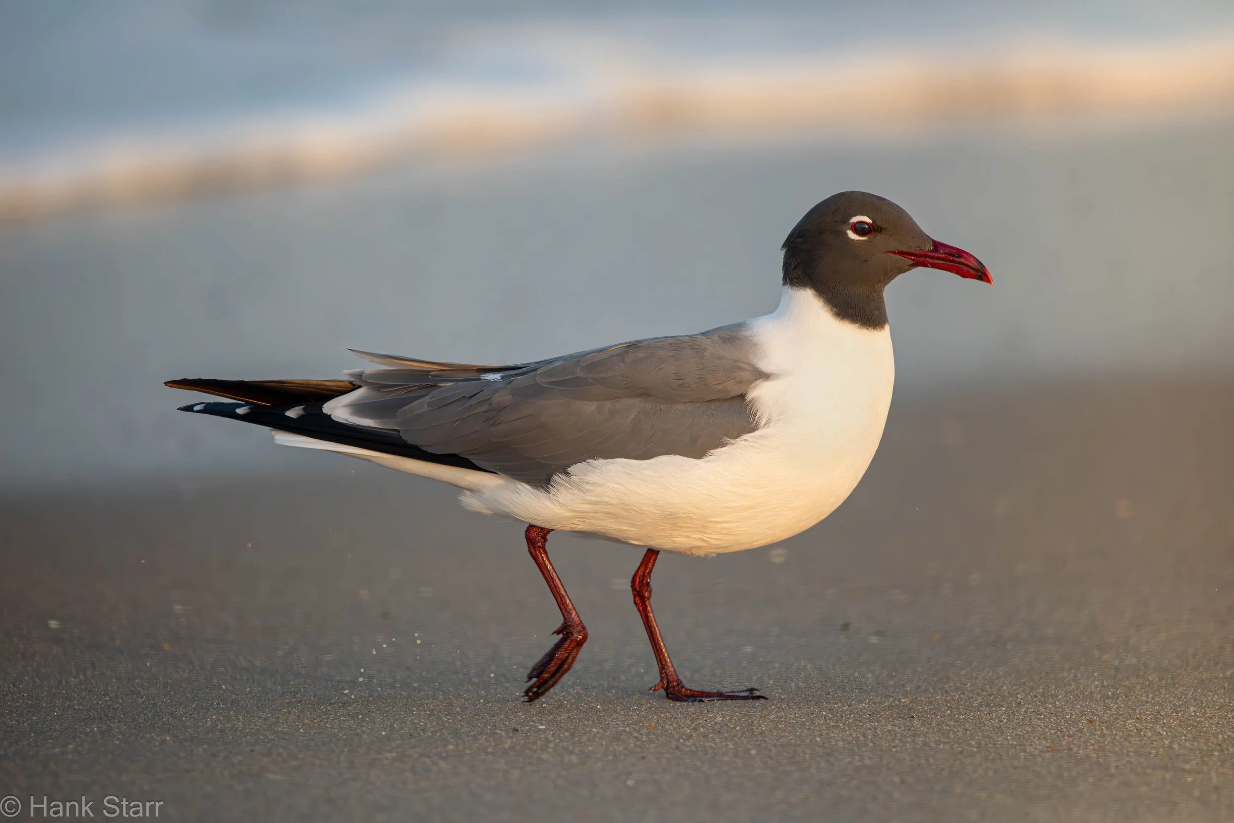 Laughing Gull - Assateague Island, MD