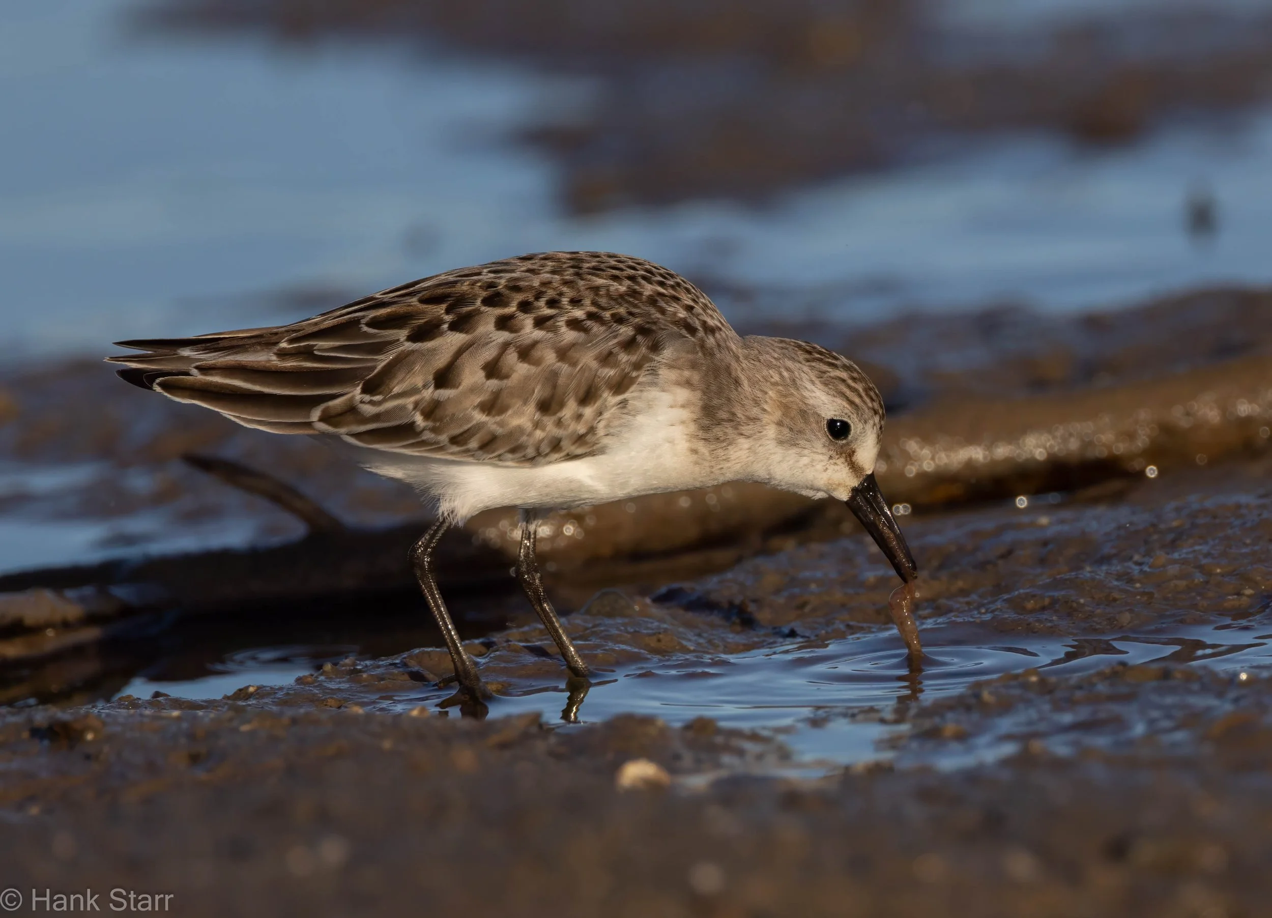 Semipalmated Sandpiper - Beals,ME