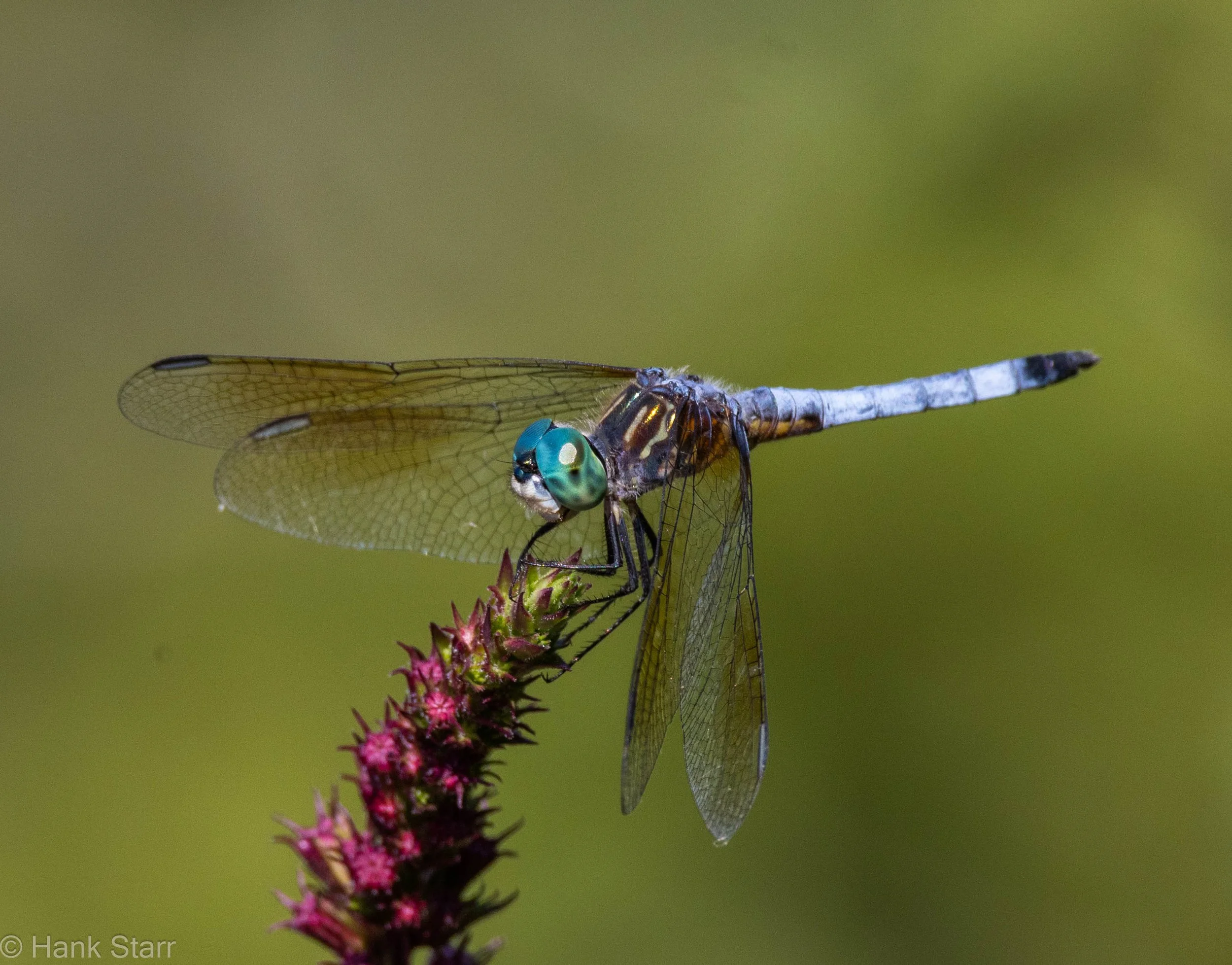 Blue Dasher/Purple Loosetrife - Wittenberg, NY