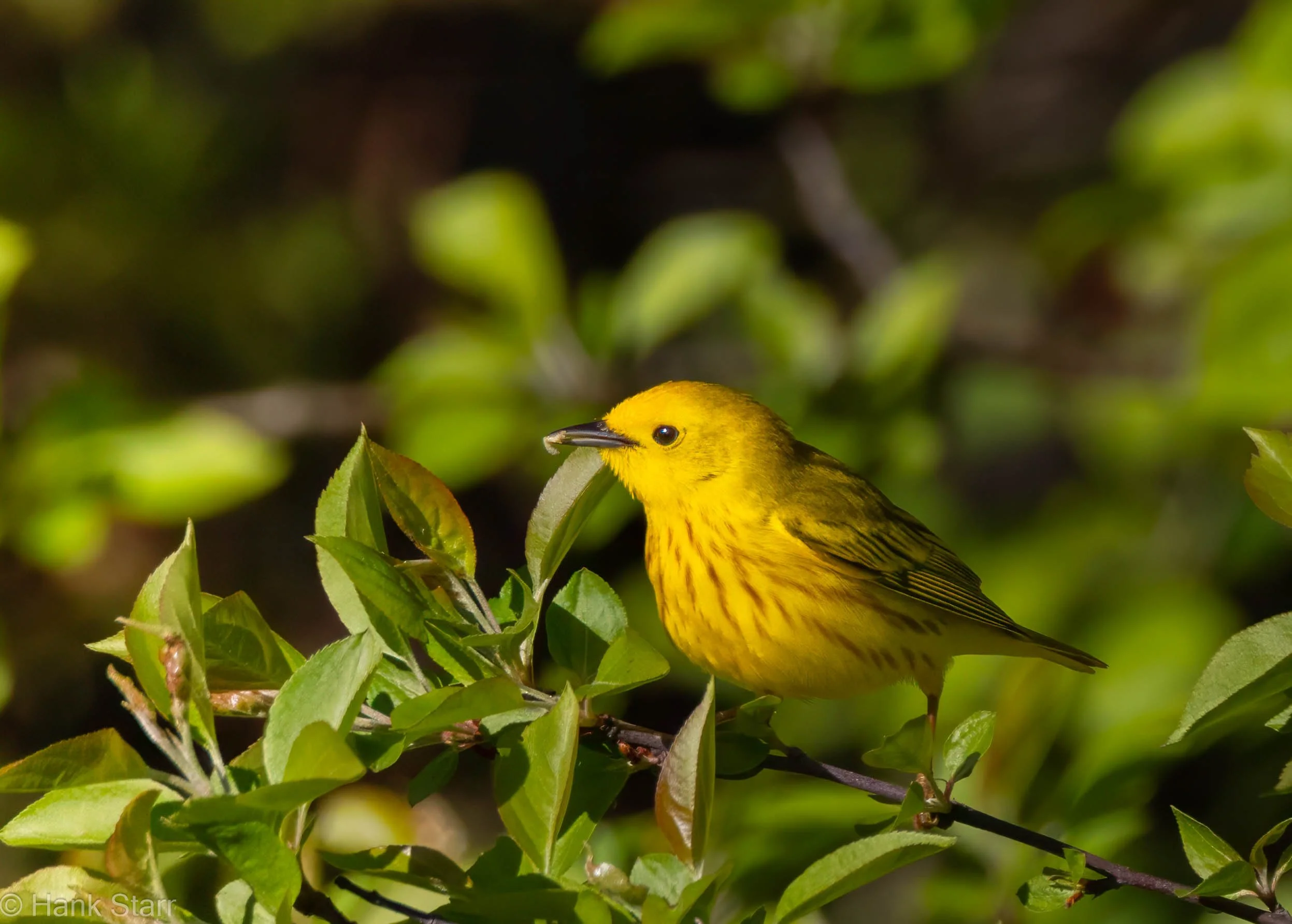 Yellow Warbler - Wittenberg, NY