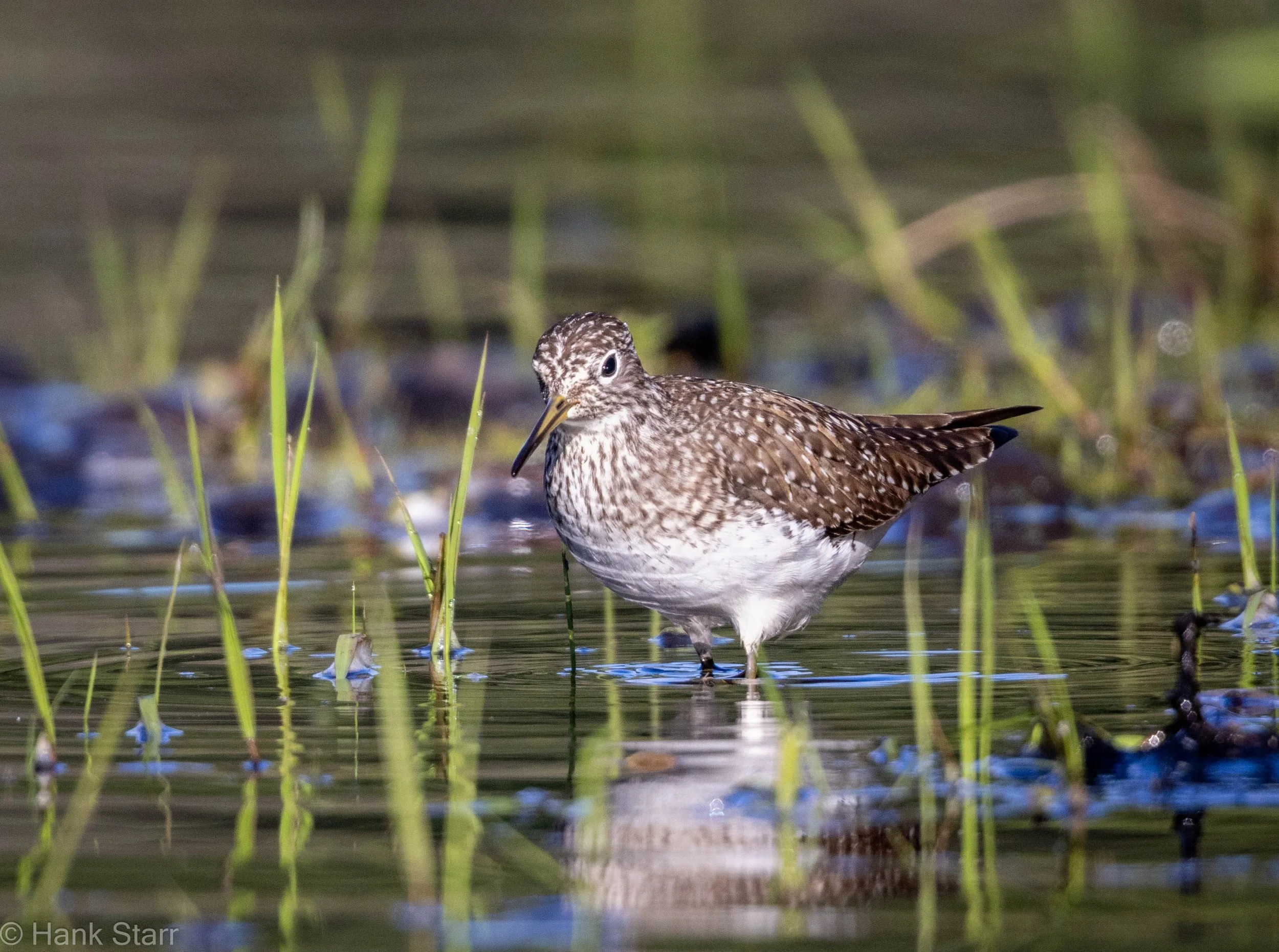 Solitary Sandpiper - Wittenberg, NY