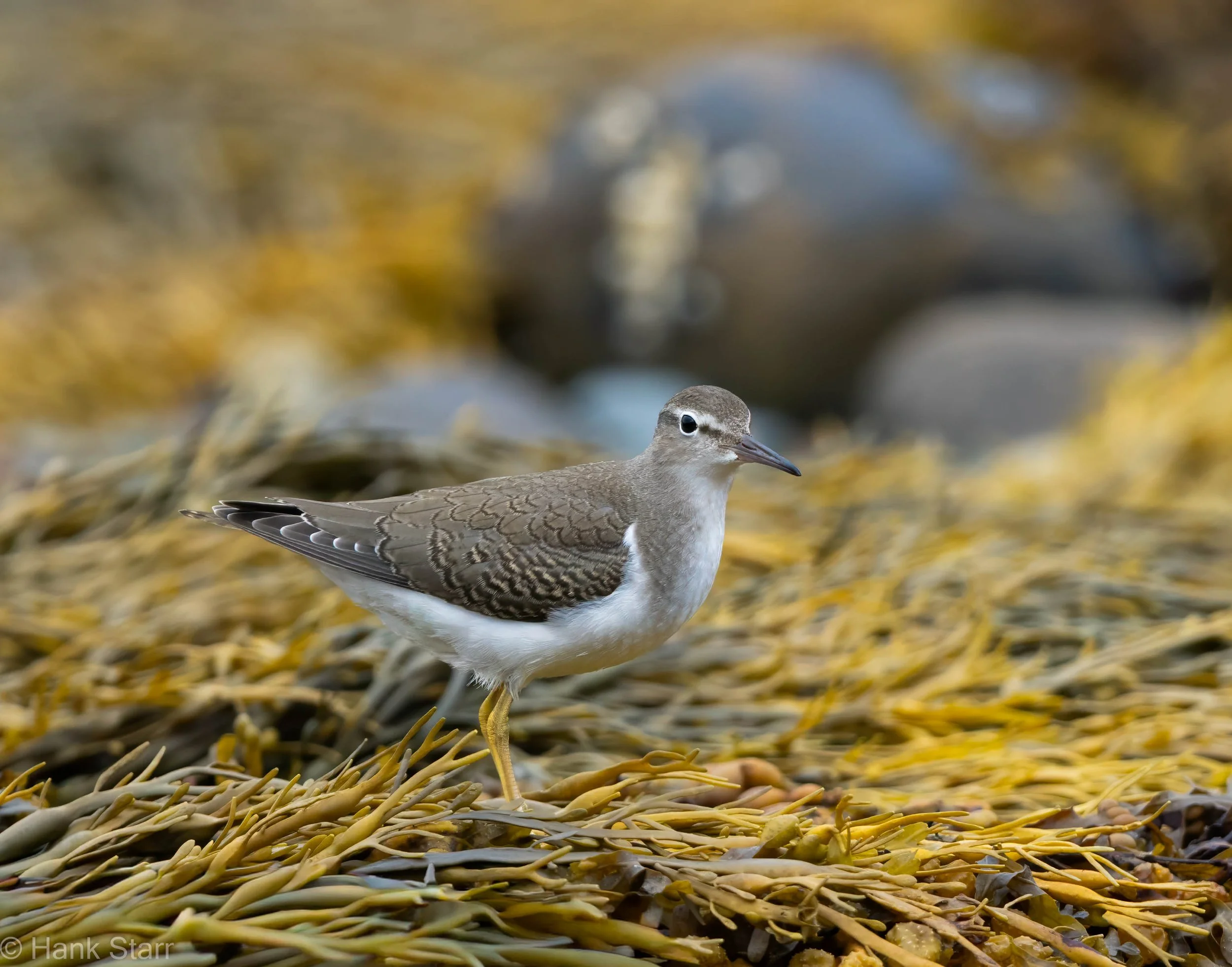 Spotted Sandpiper - Beals, ME