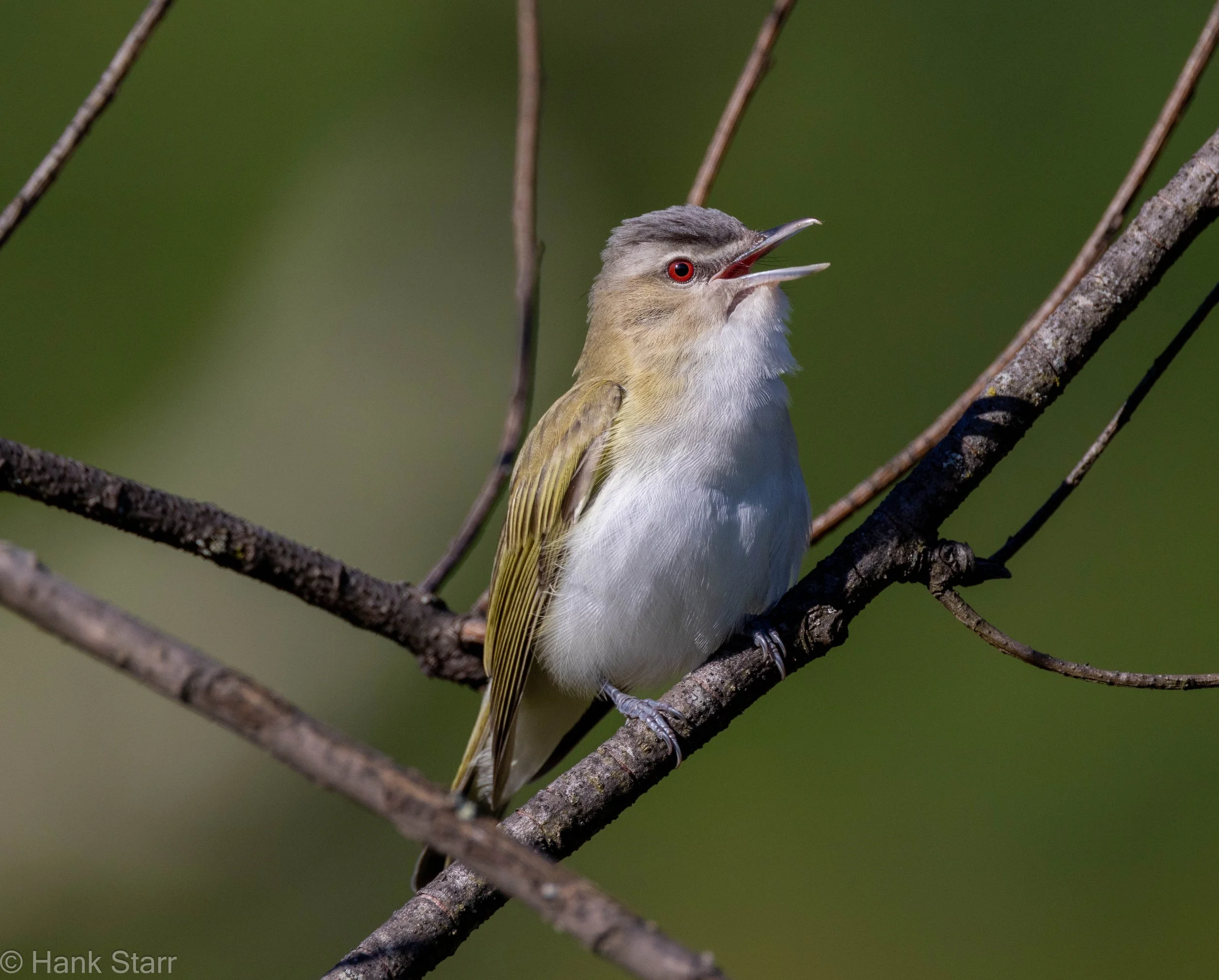Red-eyed Vireo - Glenford, NY