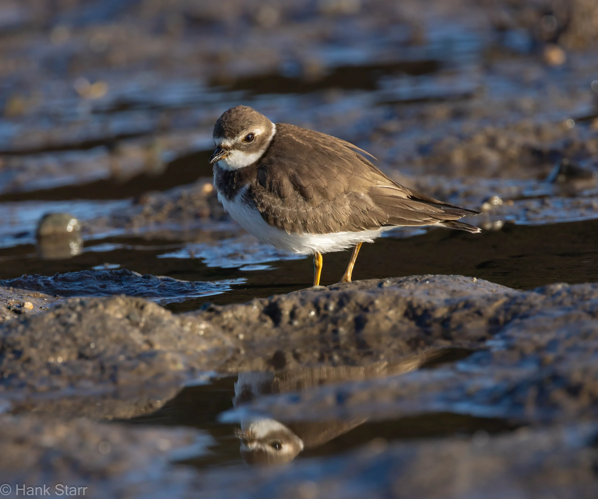 Semipalmated Plover - Beals, ME