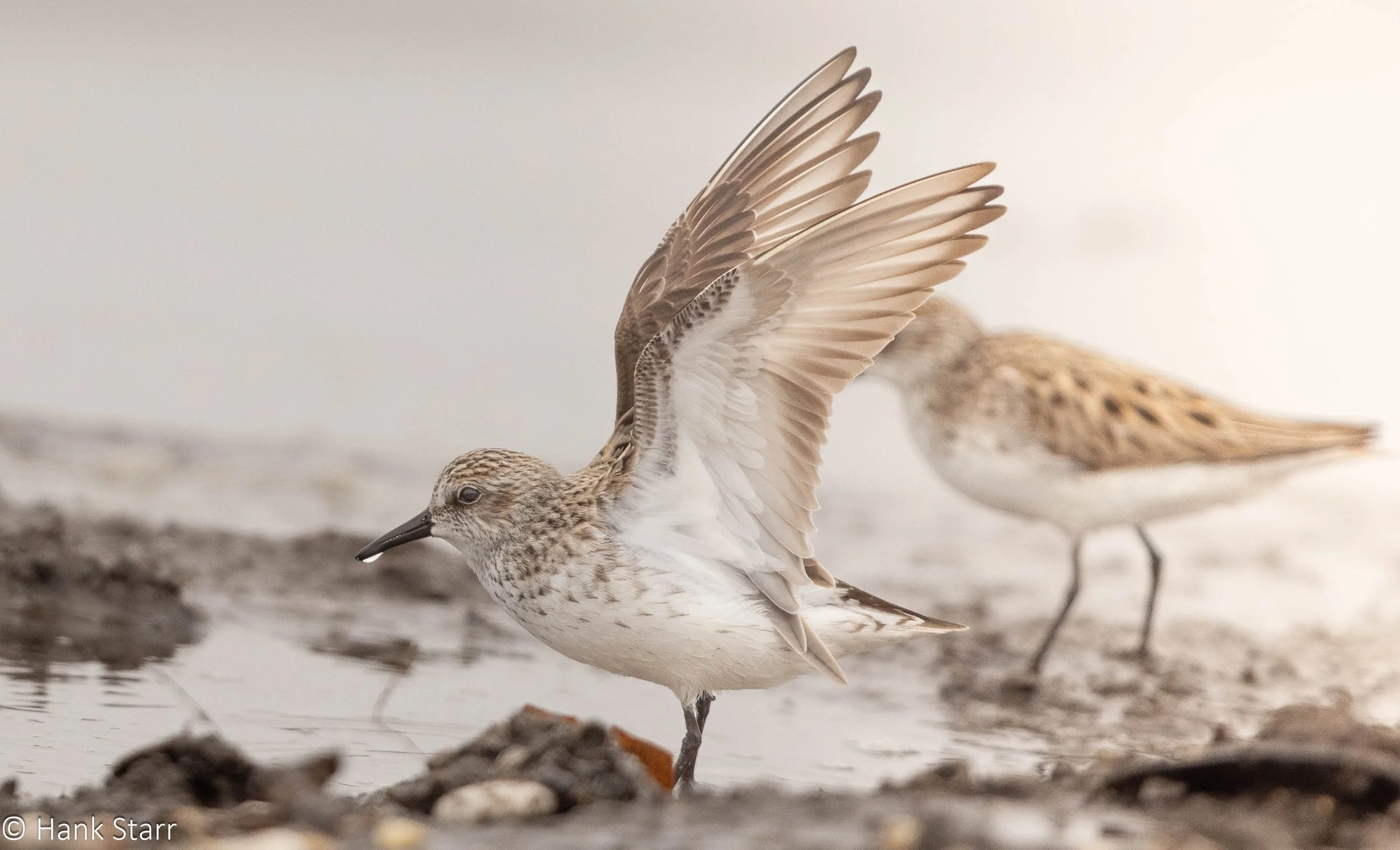 Sanderlings - Slaughter Beach, DE
