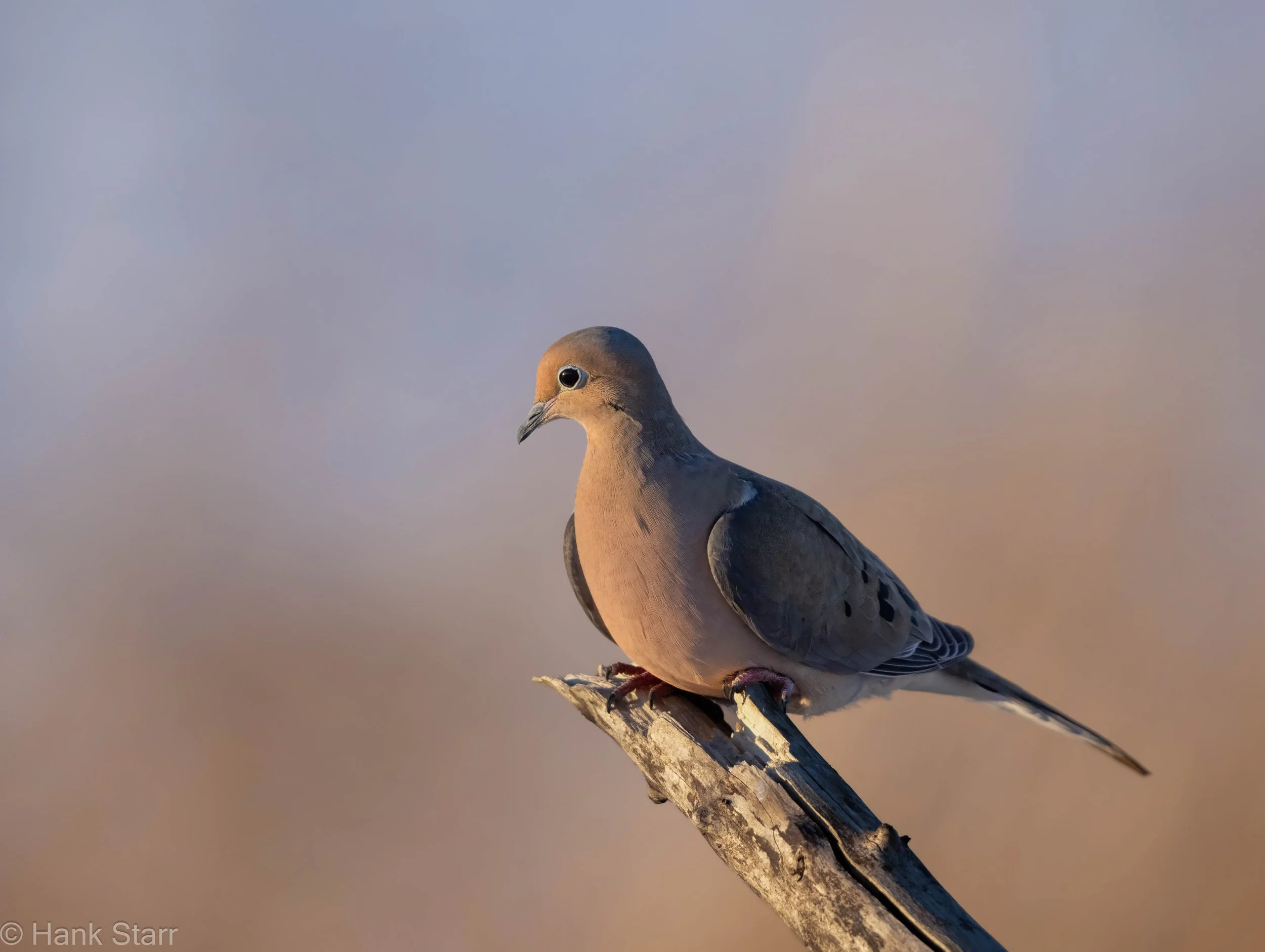 Mourning Dove - Shawangunk Grasslands NWR