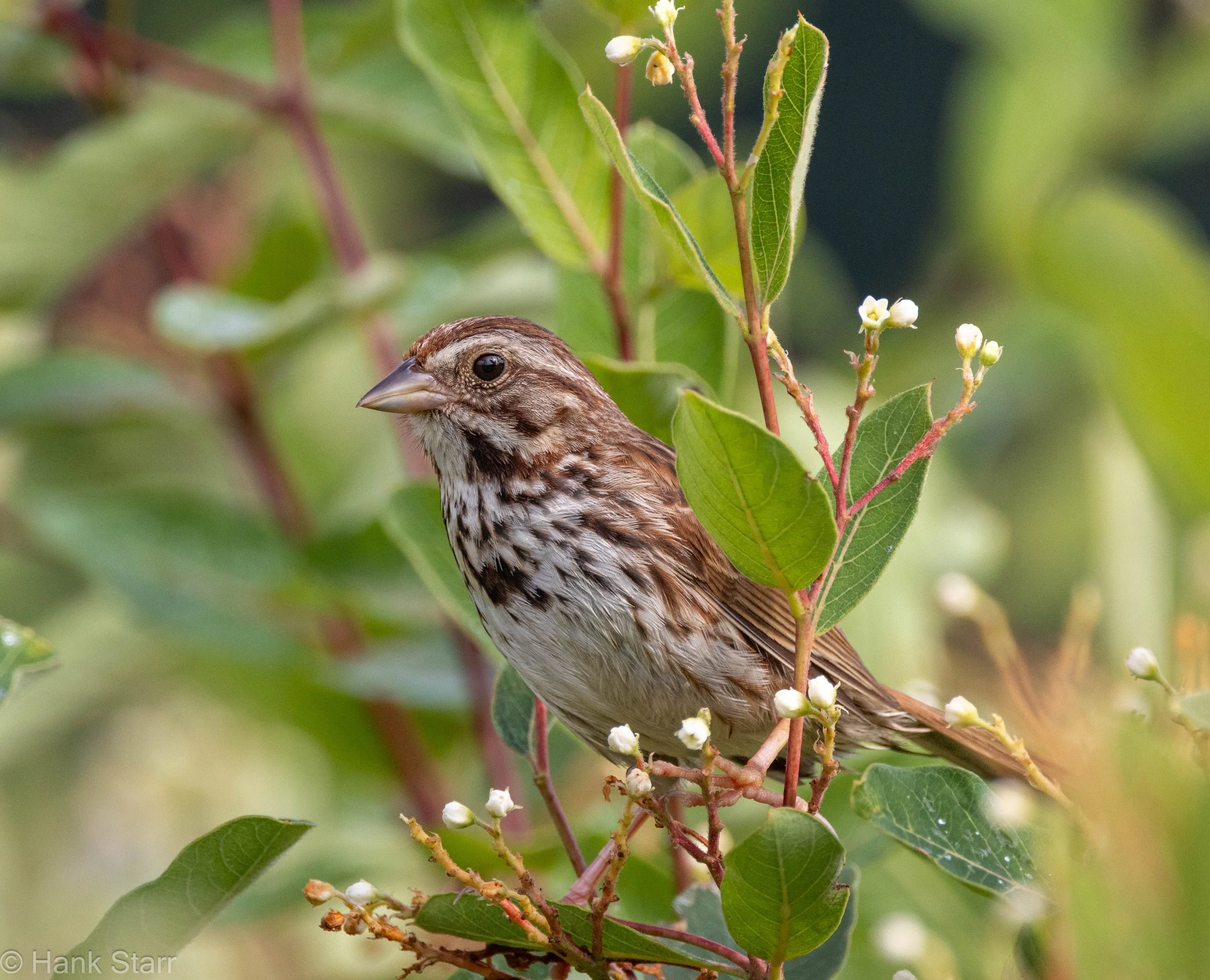 Song Sparrow/Hemp Dogbane - Thorn Preserve, NY