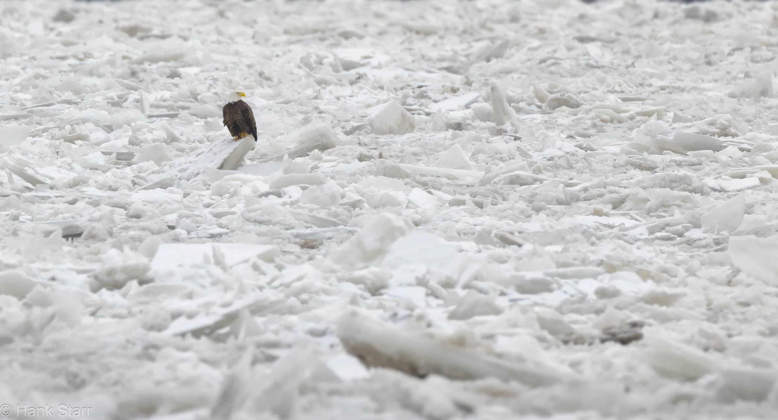 Bald Eagle - Kingston Point, NY