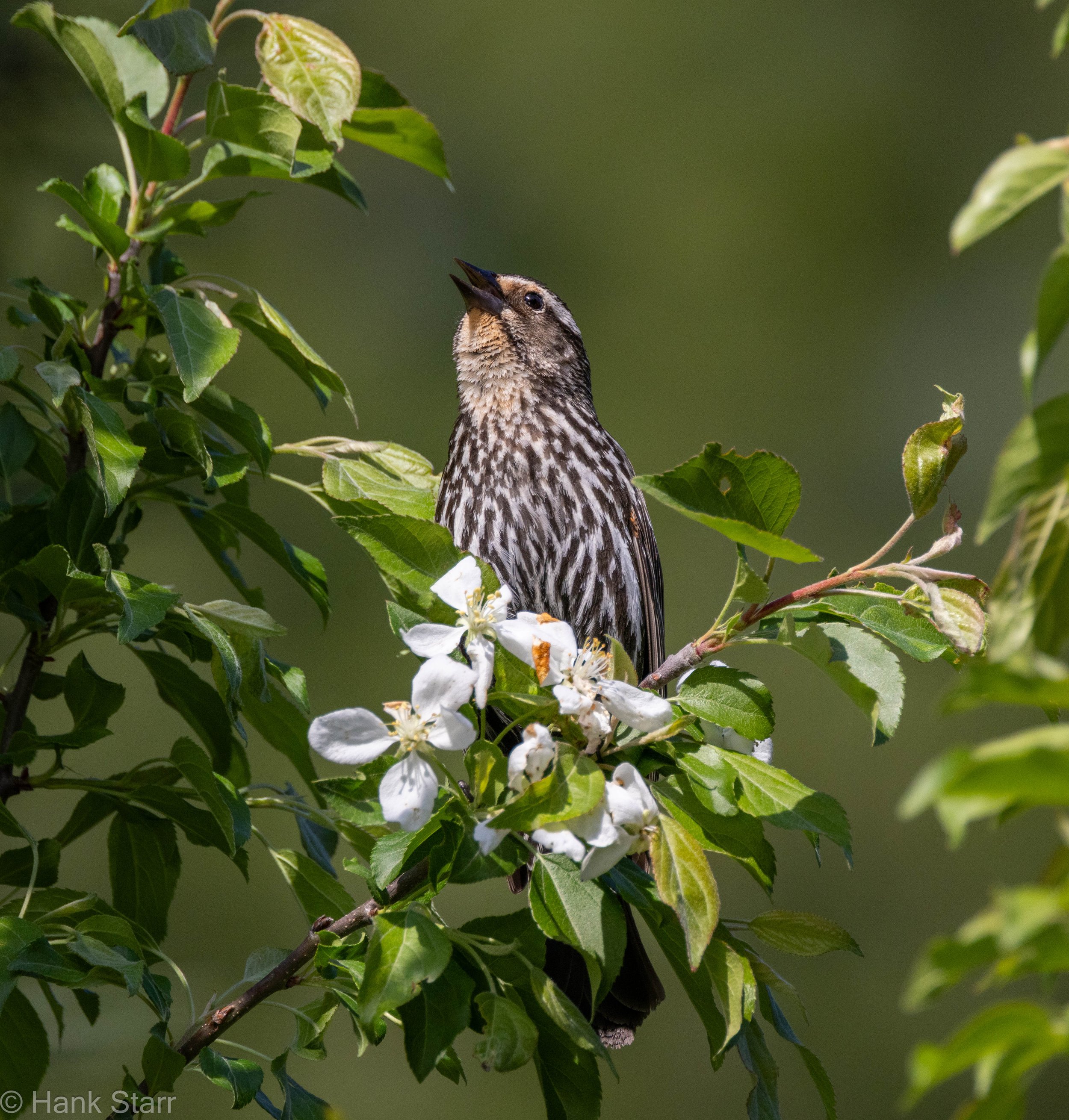Red-winged Blackbird - Wittenberg, NY