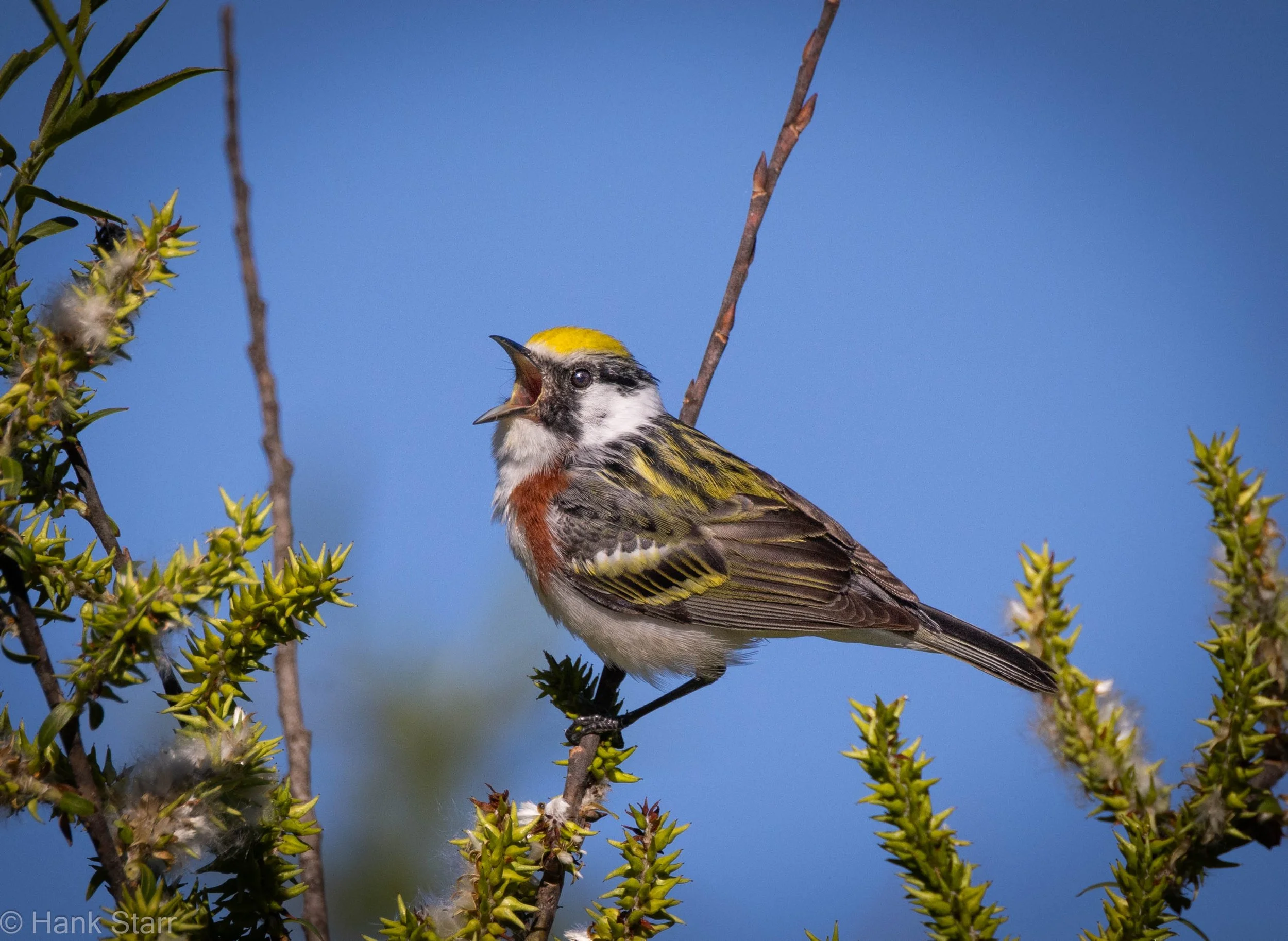 Chestnut-sided Warbler - Glenford, NY