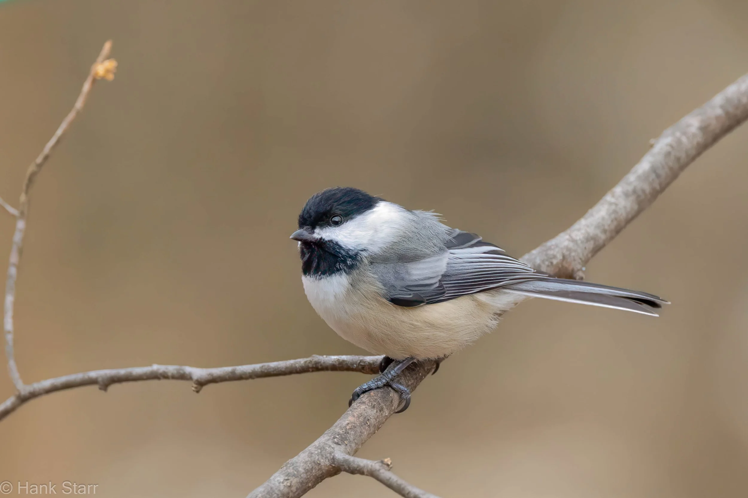 Black-capped Chickadee