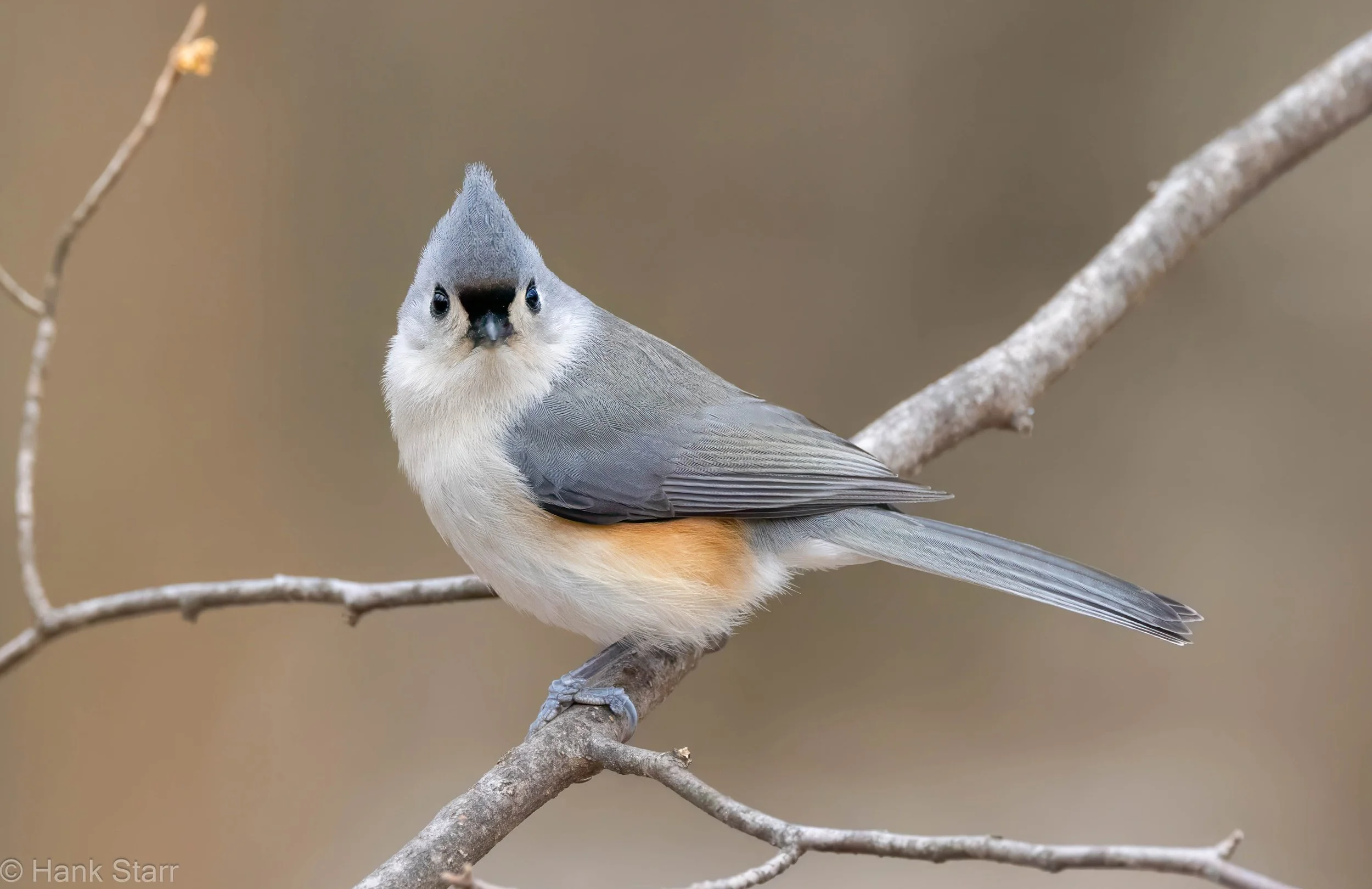 Tufted Titmouse