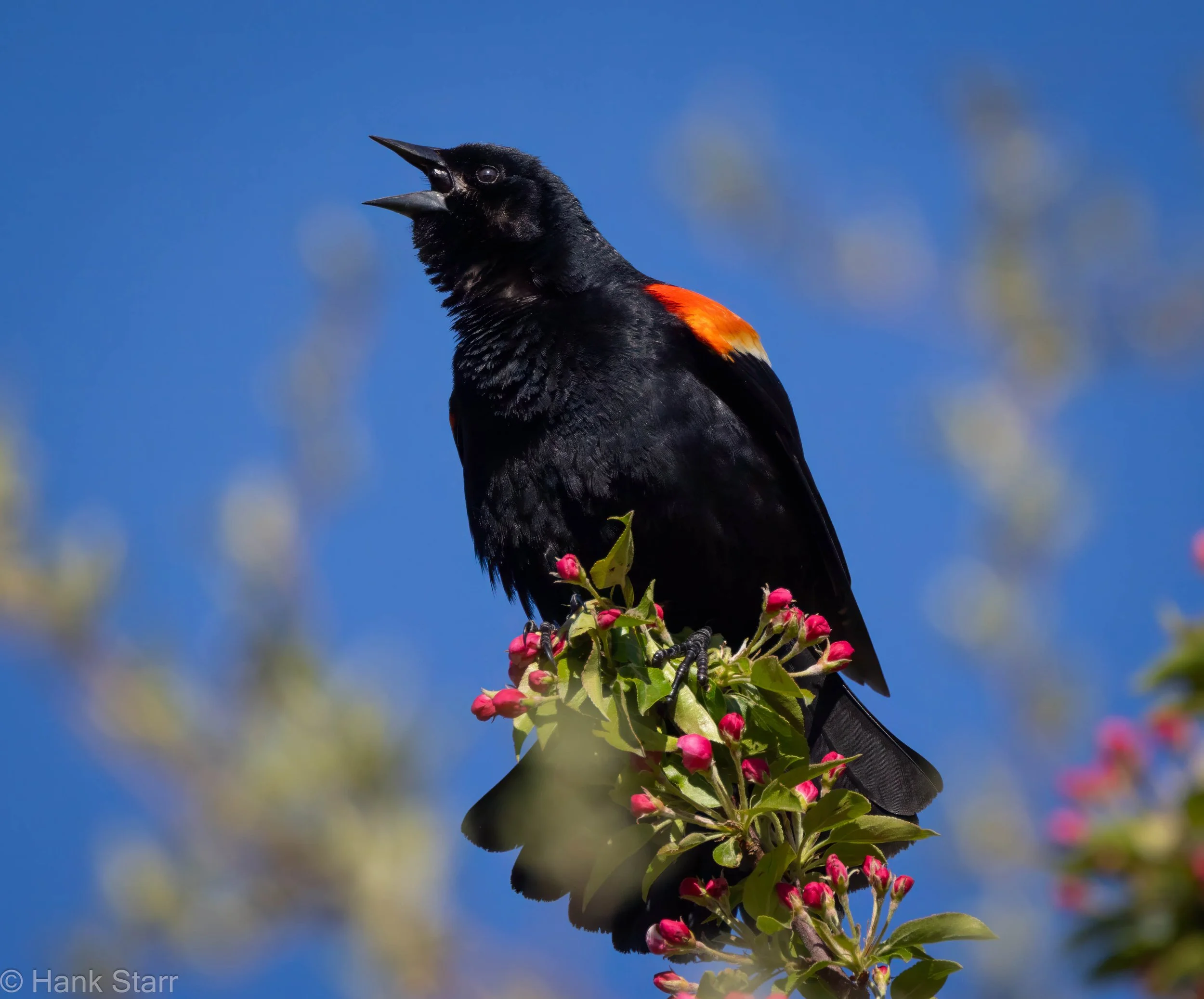 Red-winged Blackbird - Wittenberg, NY