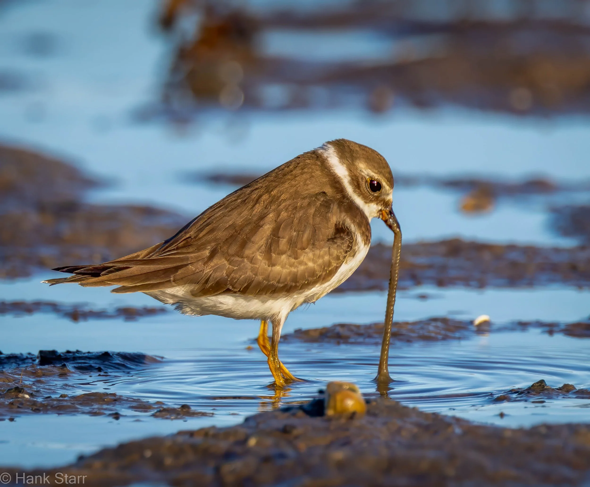 Semipalmated Plover - Beals, ME