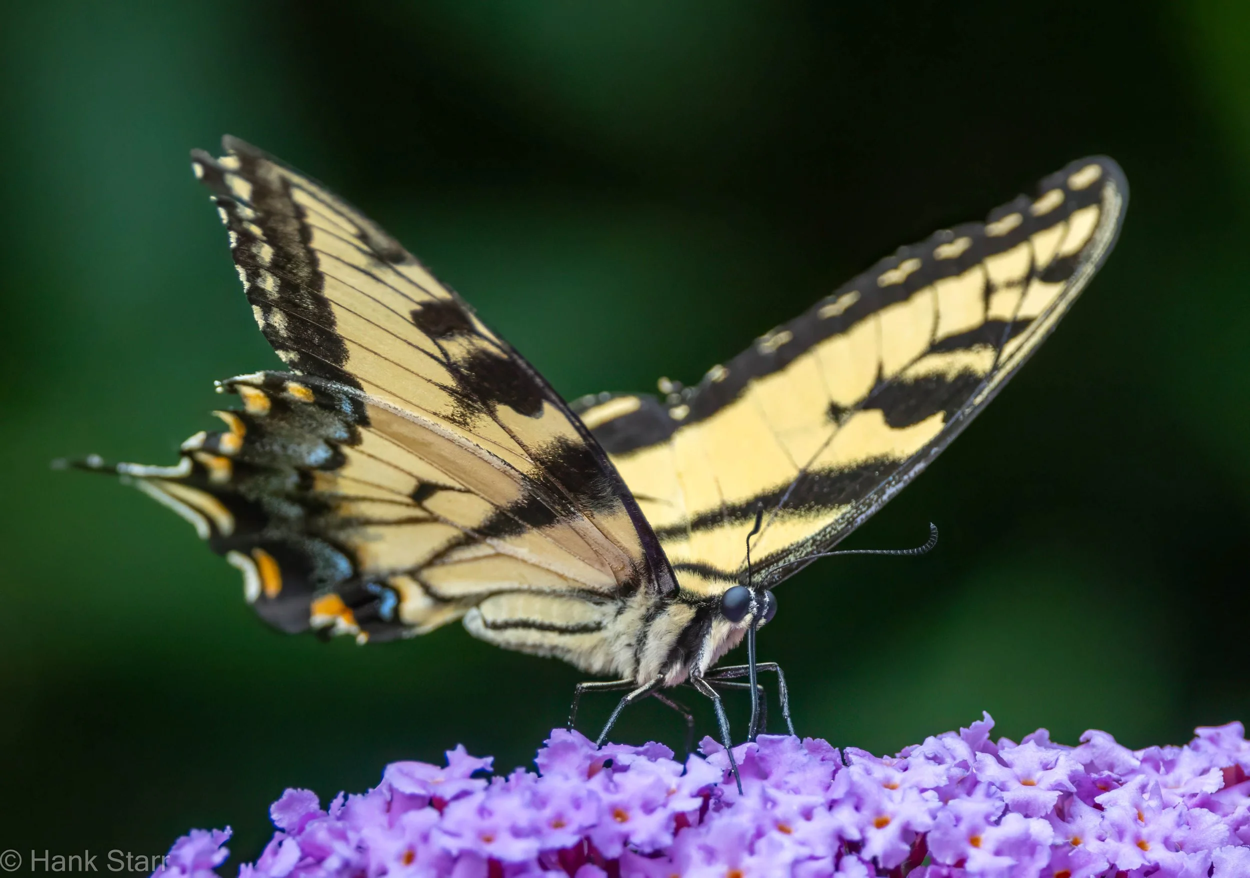 Eastern Tiger Swallowtail - Mount Tremper, NY