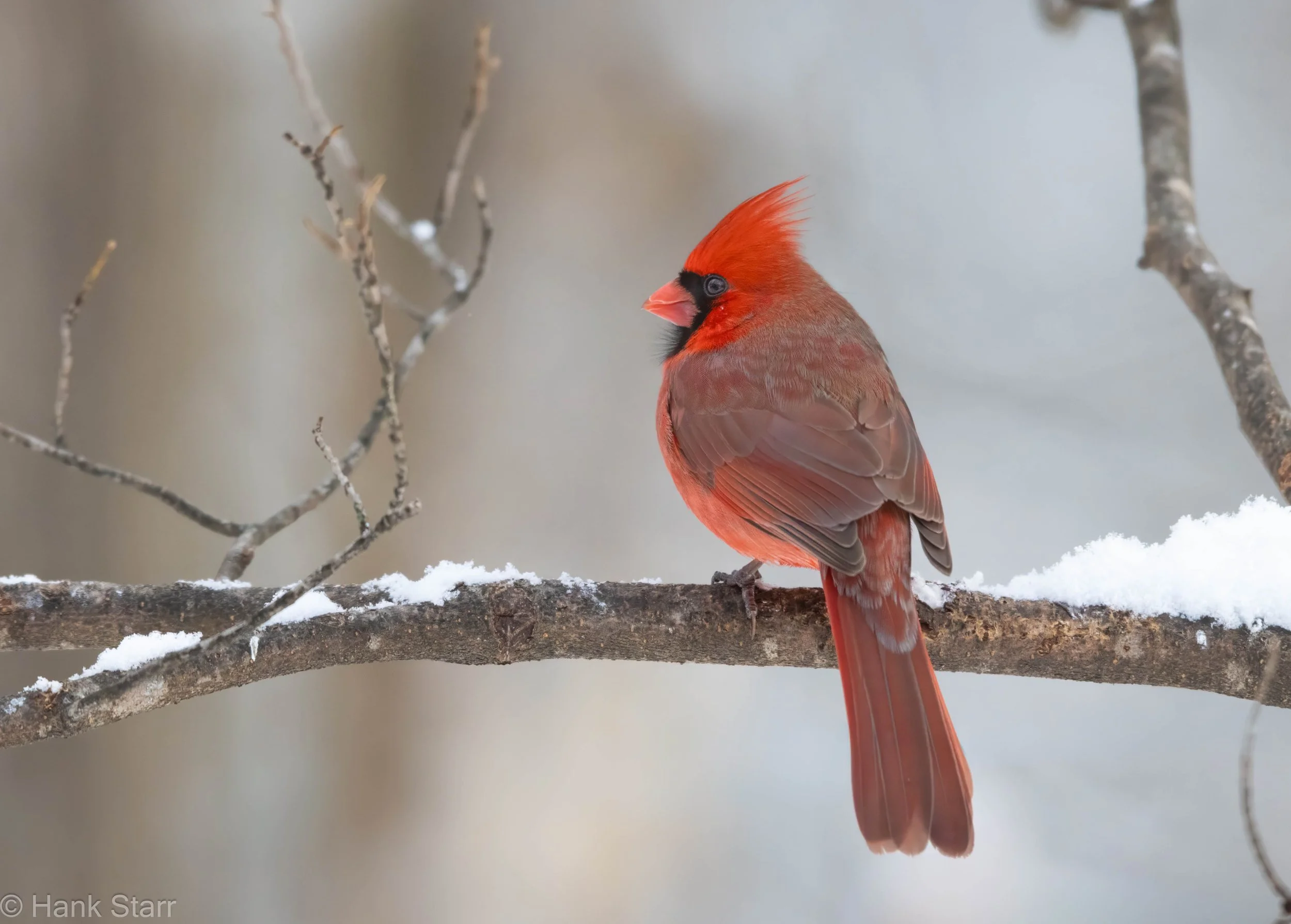 Northern Cardinal - Mt. Tremper, NY