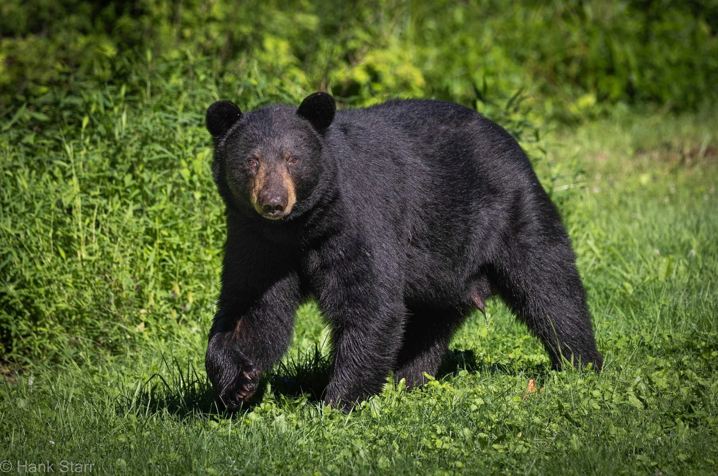 Eastern Black Bear - Mount Tremper, NY