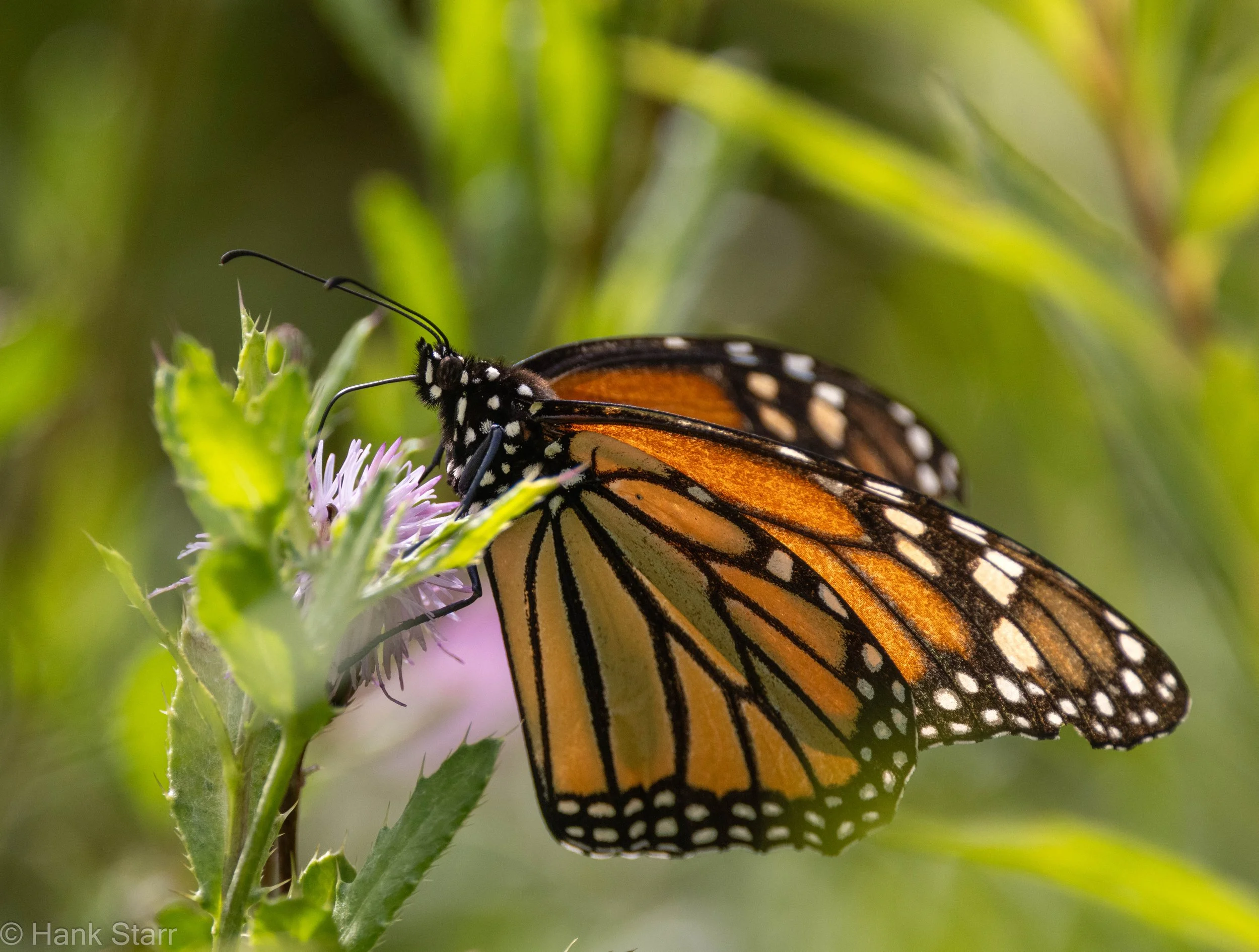 Monarch/Creeping Thistle - Thorn Preserve, NY
