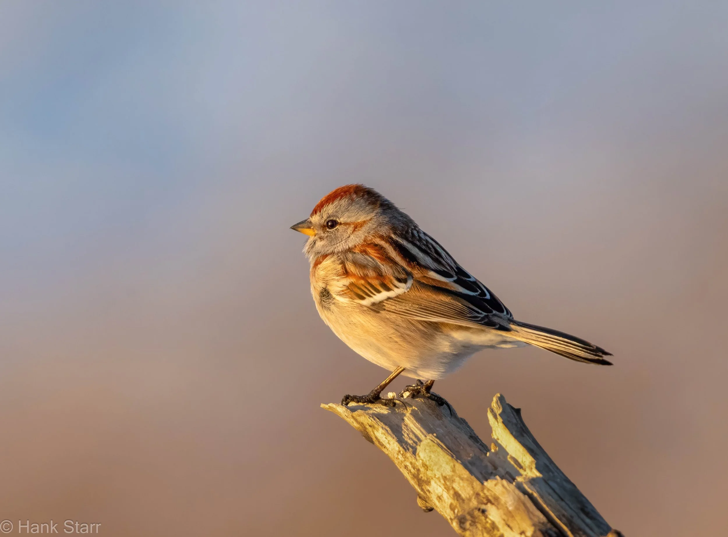 American Tree Sparrow - Shawangunk Grasslands NWR